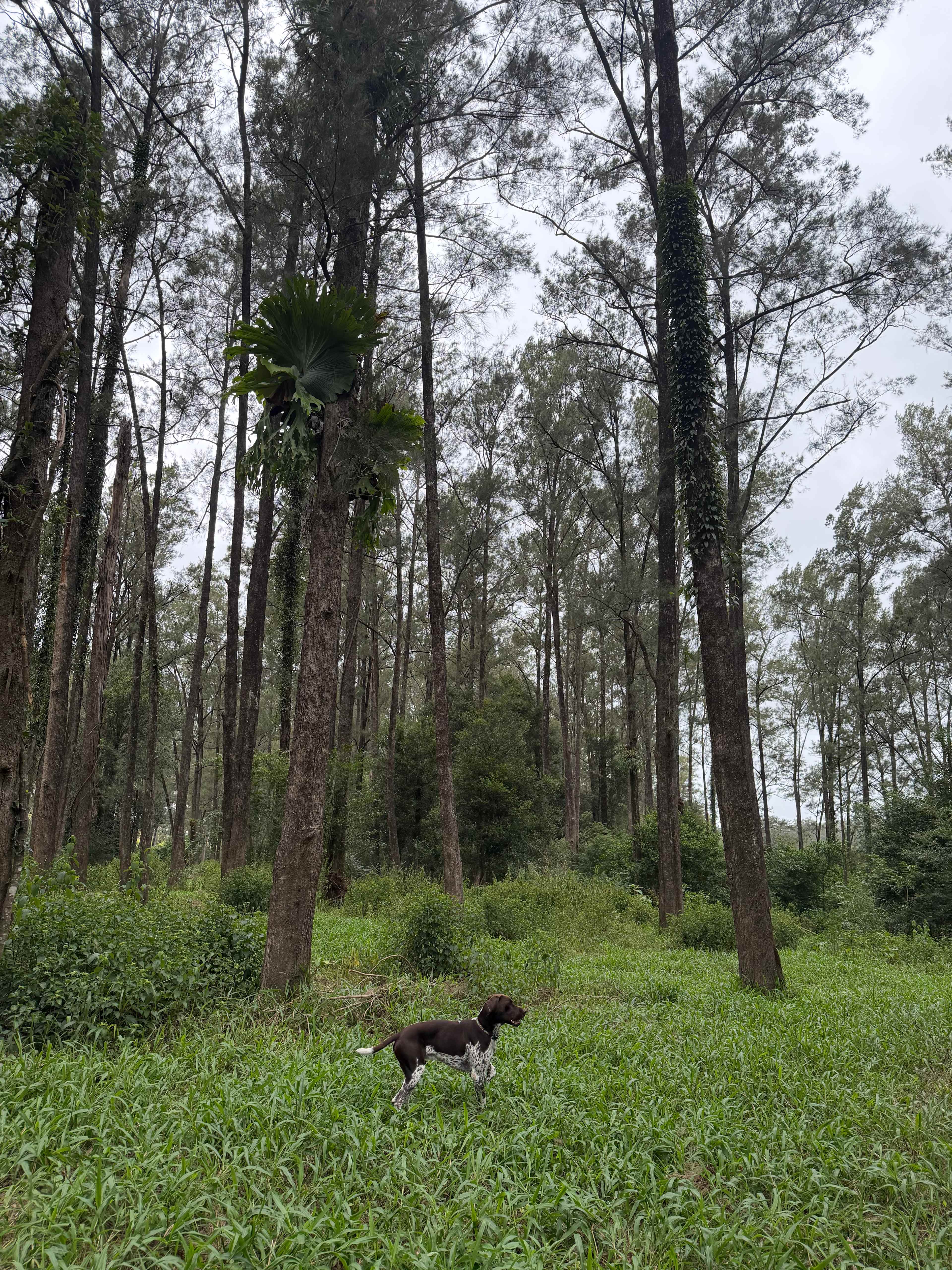 Sam loving the walks in the bush