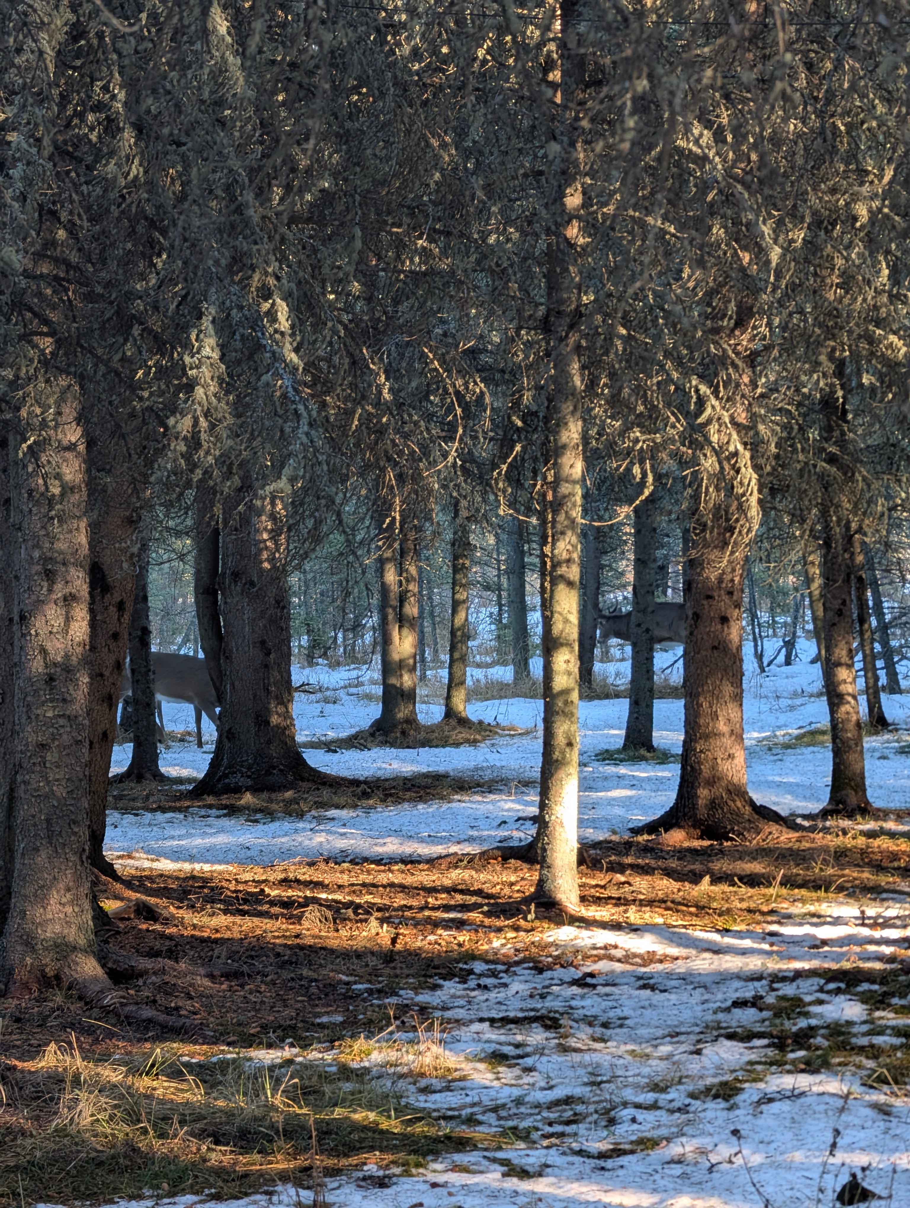 Vacation rentals in Bragg Creek