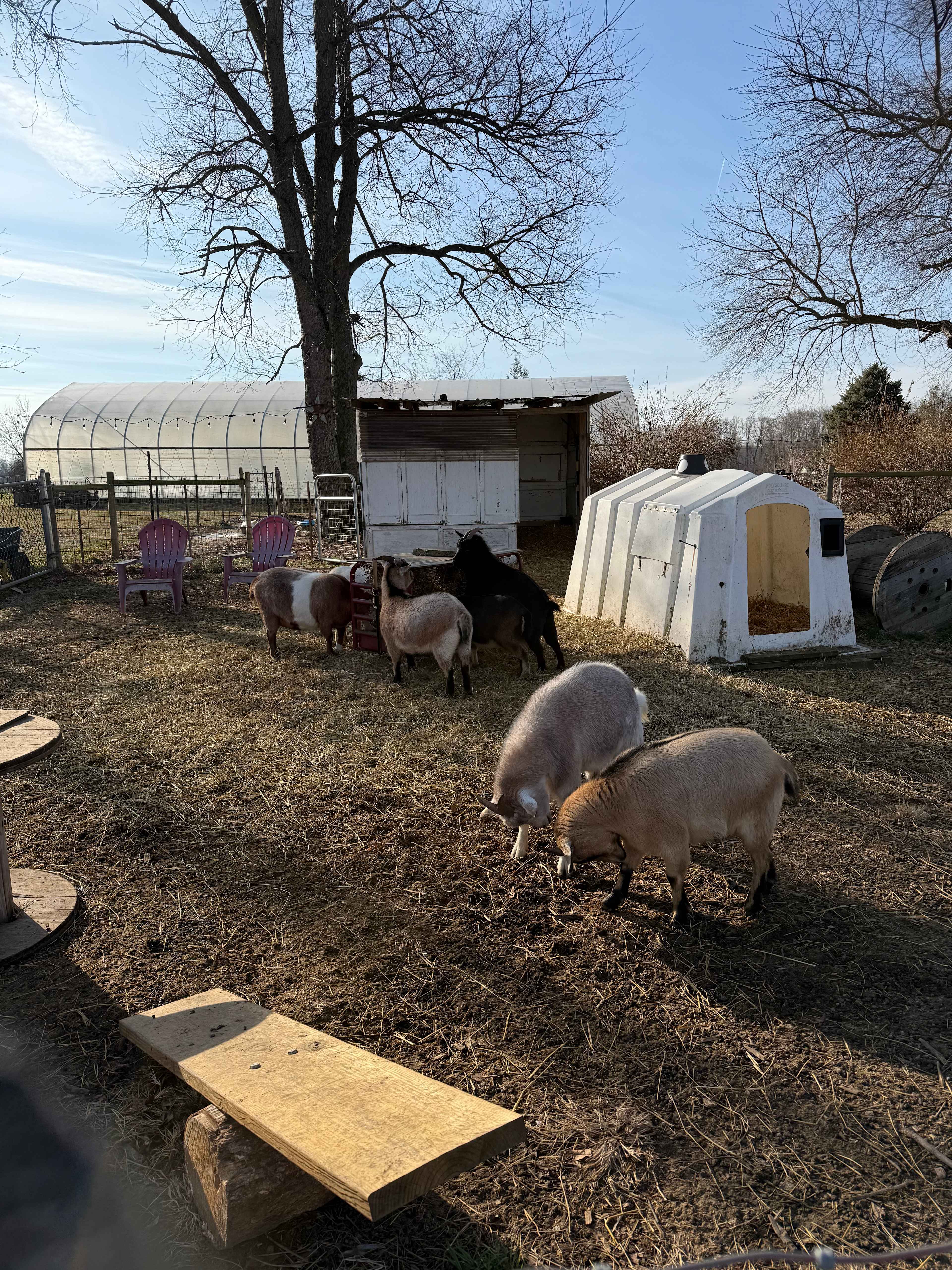 Huck and Buck Farm Sanctuary