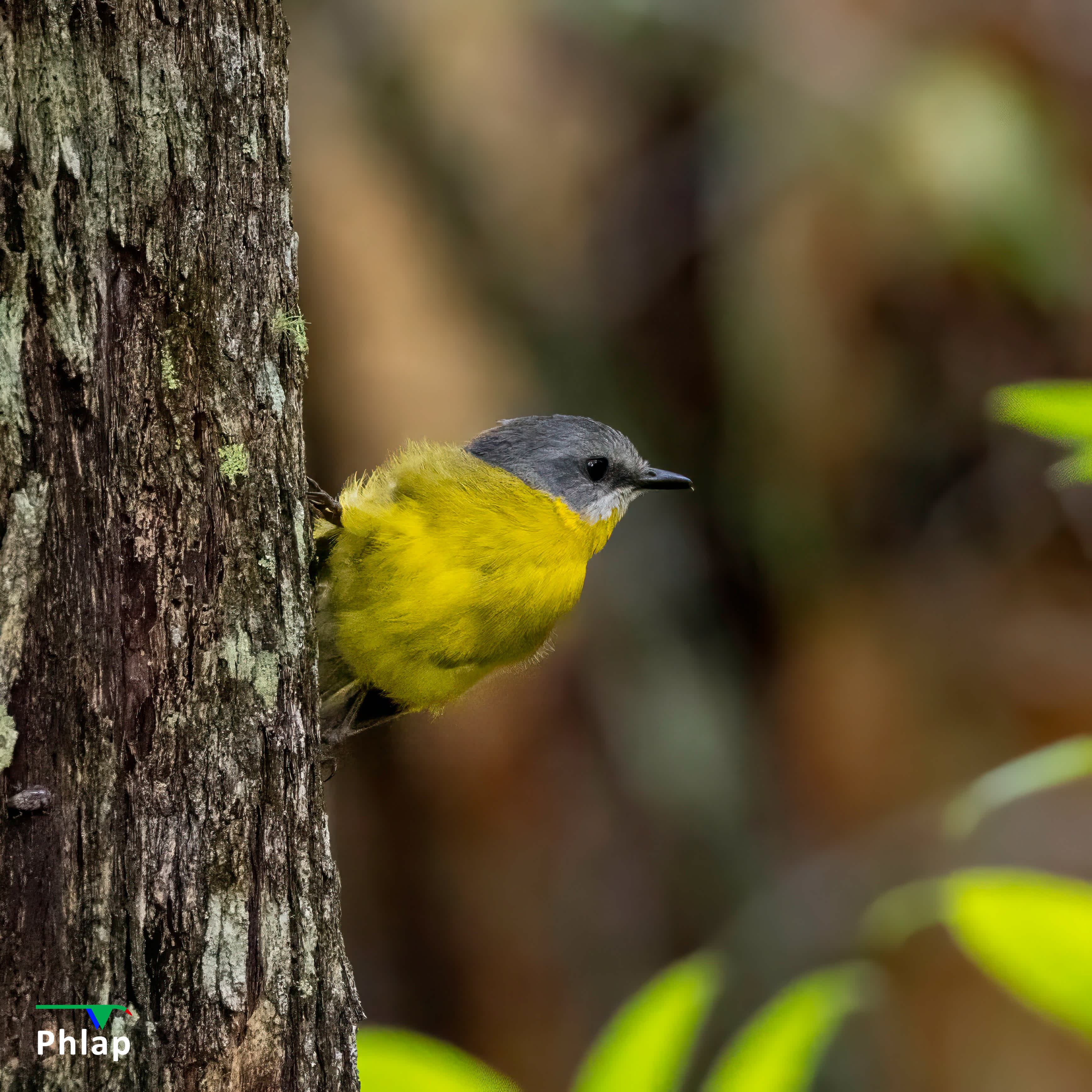 Eastern Yellow Robin