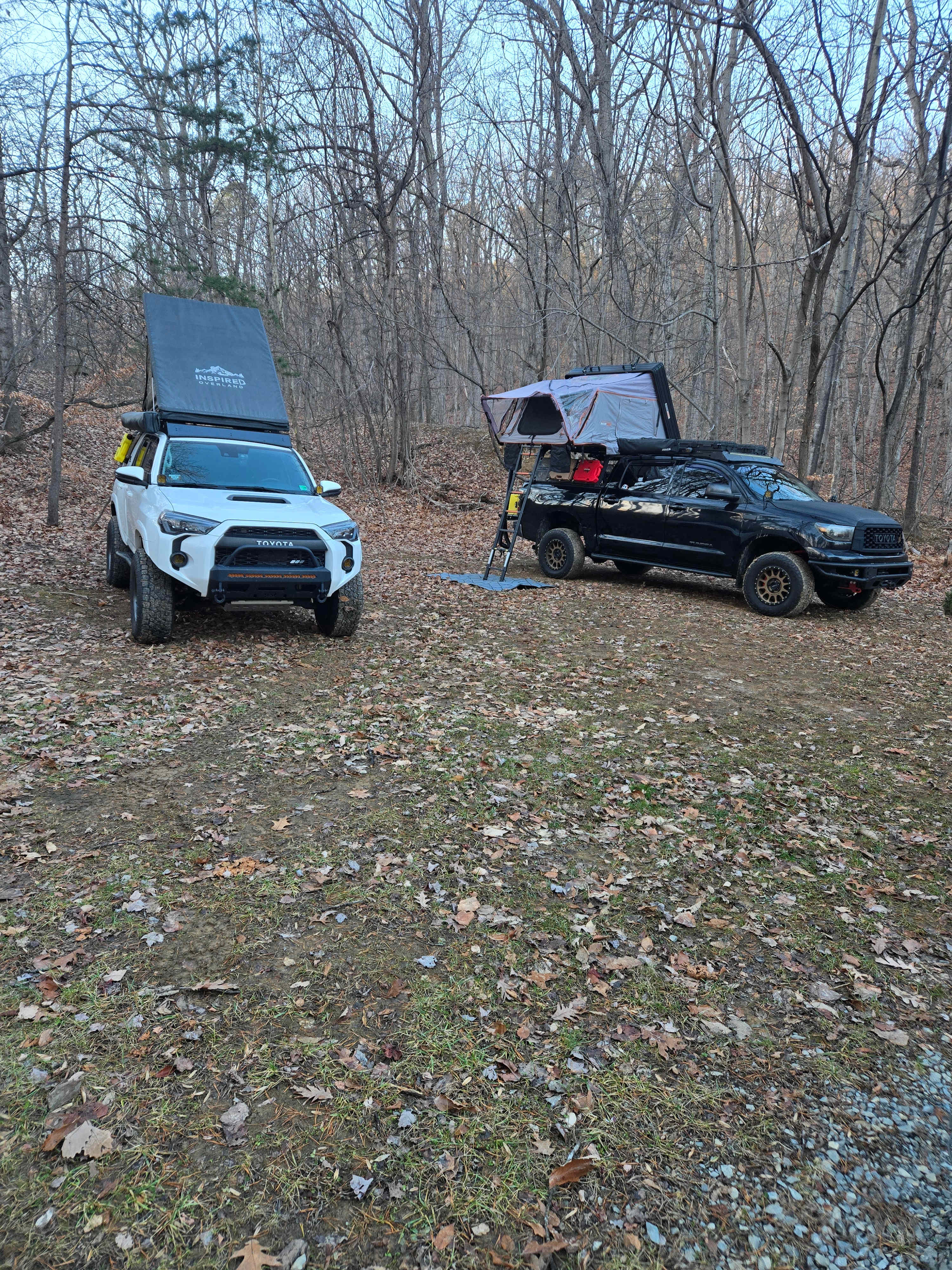 Peaceful Hollow Pines