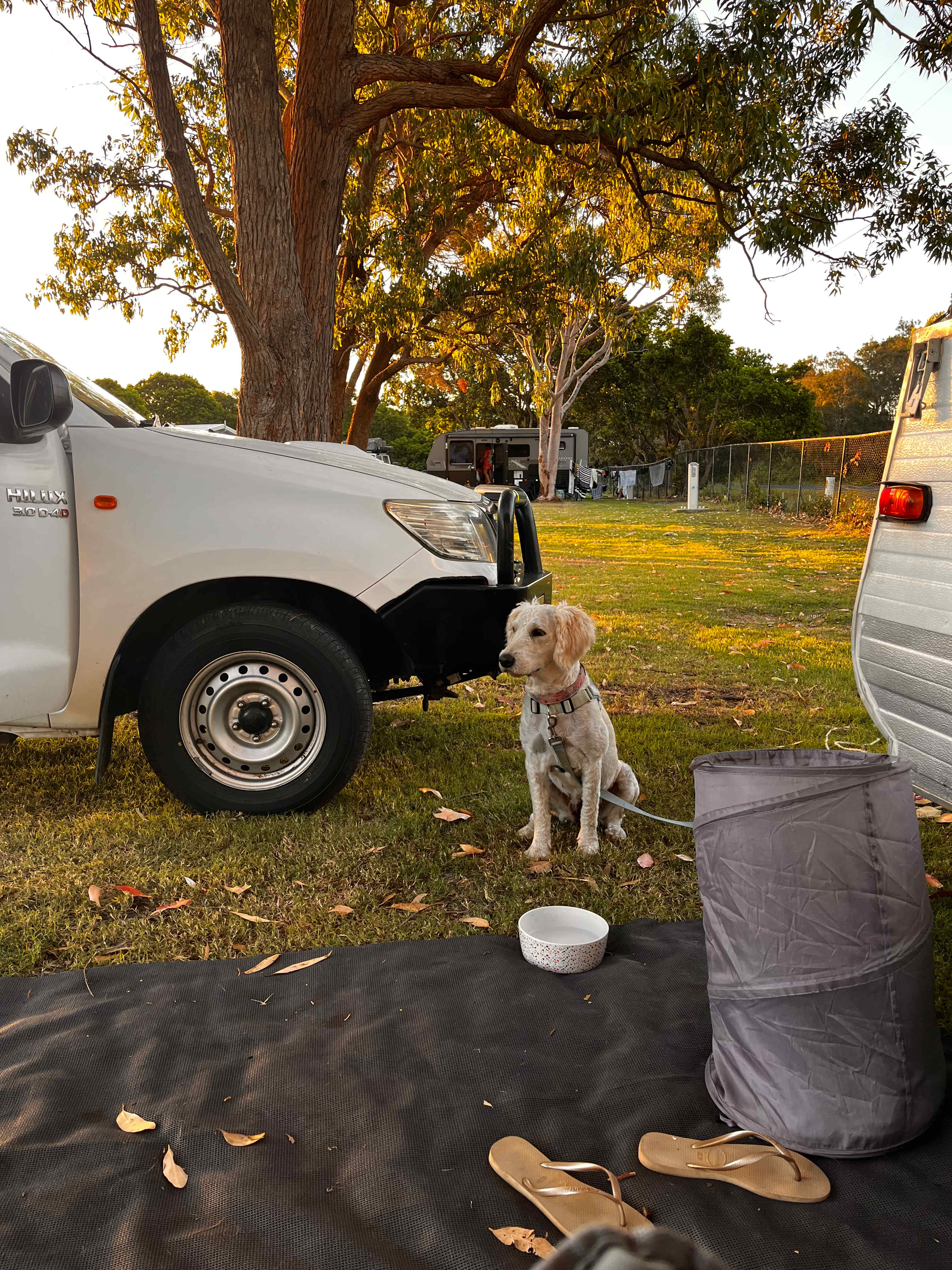 Lovely grassy spots for our dogs under the shade of trees 