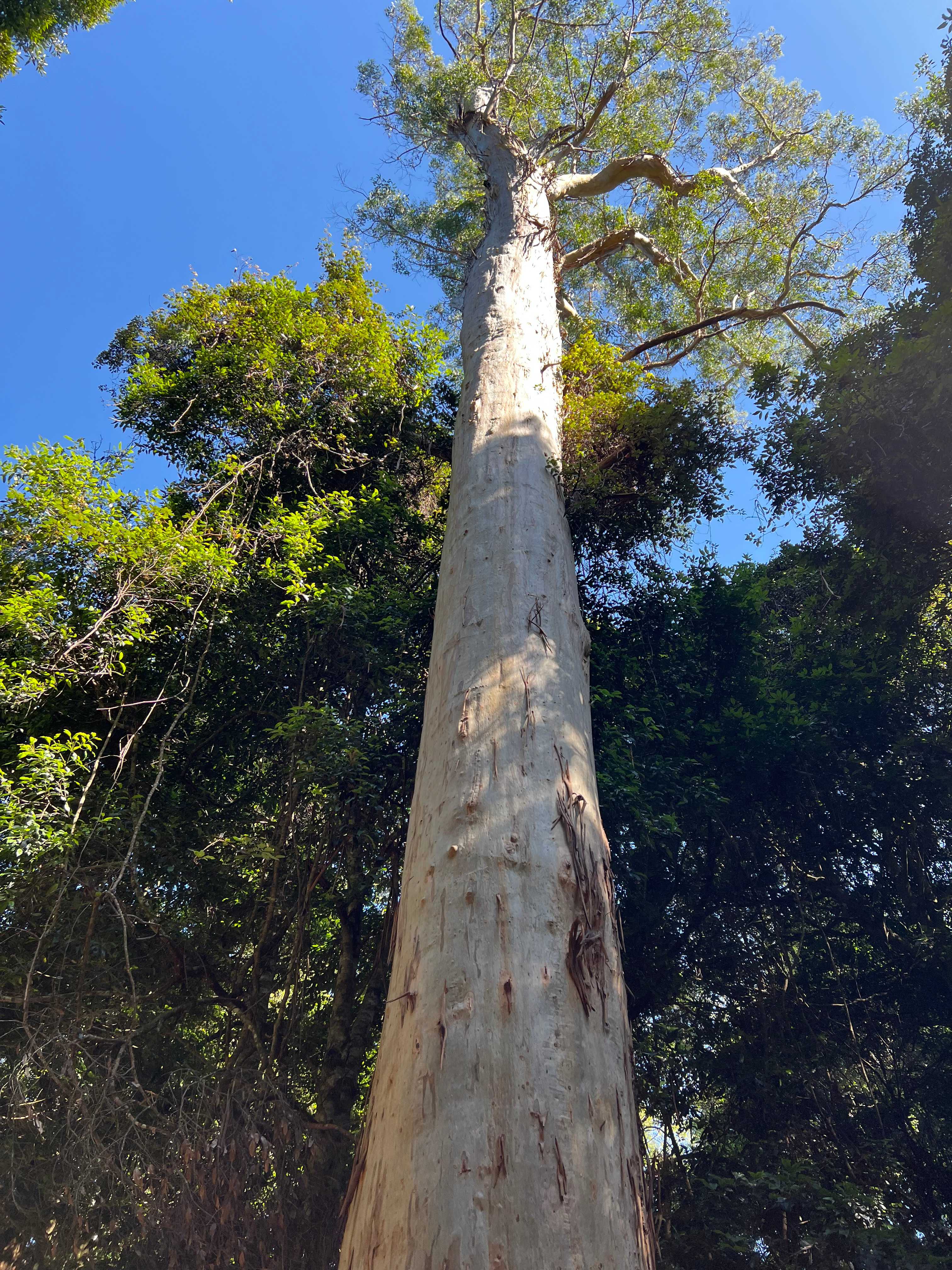 Frog Hollow Rainforest Camping