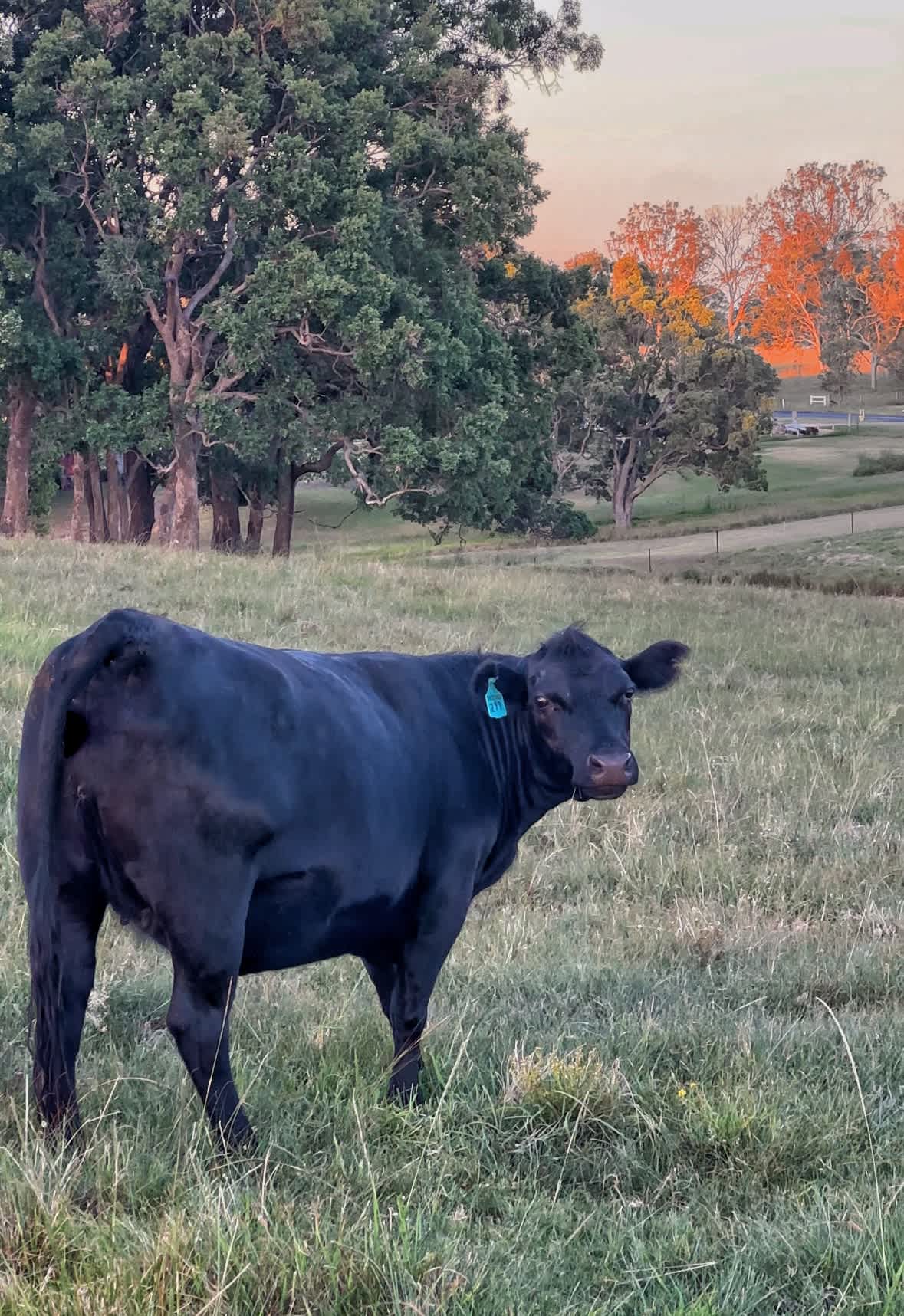 Aloomba Lavender Farm