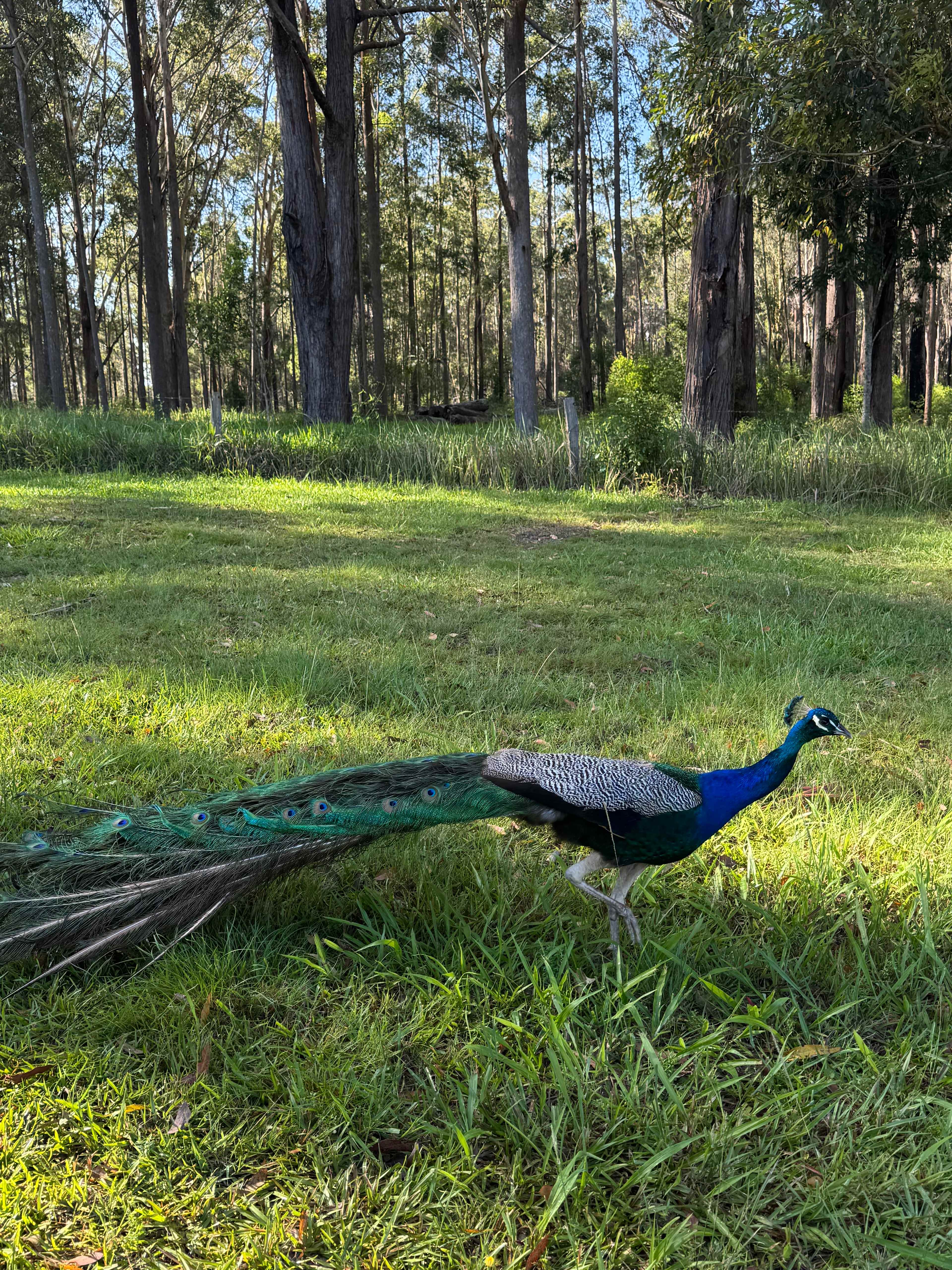 Coffs Harbour Camping & Farmstay