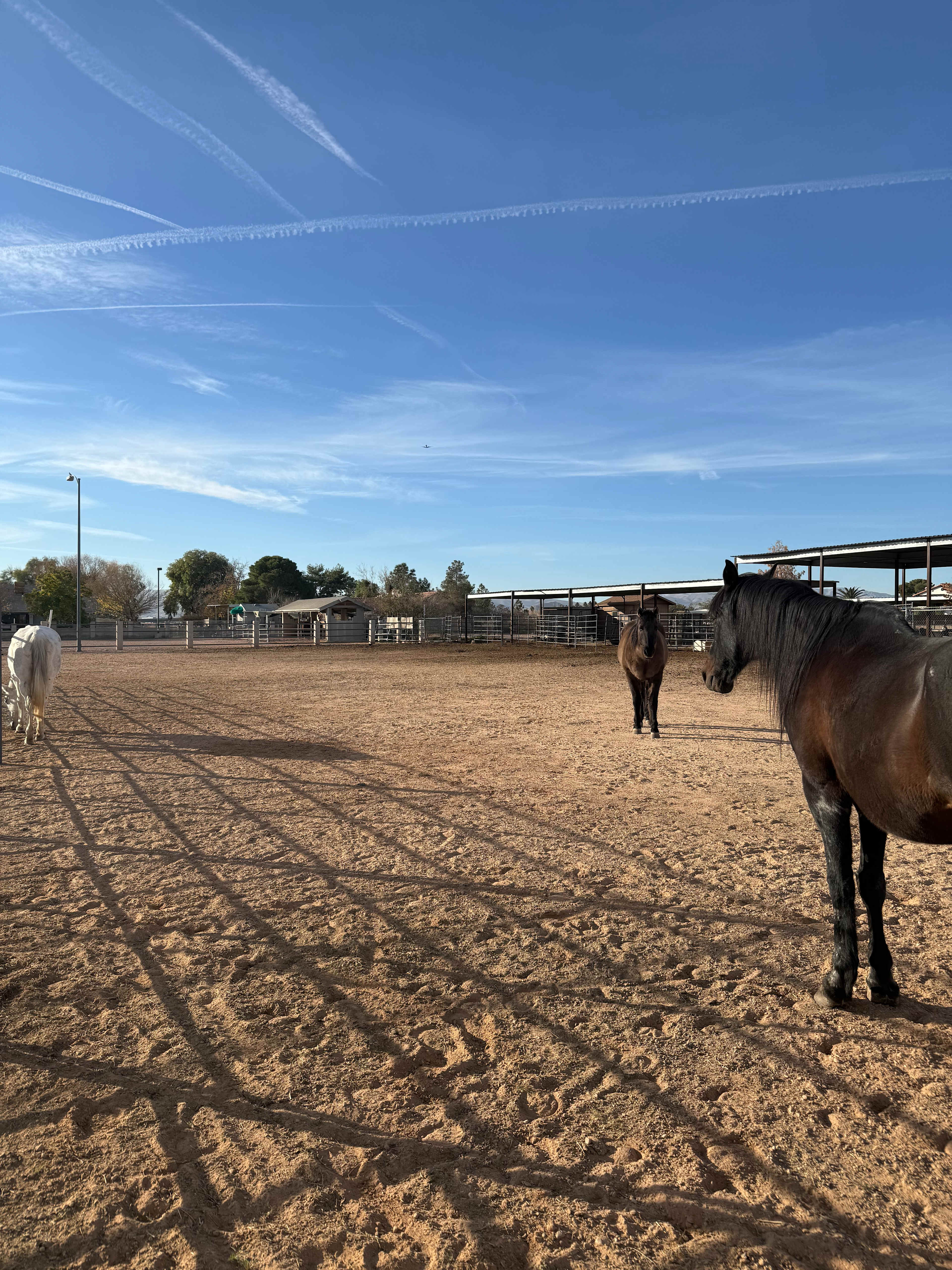The three horses we woke up to