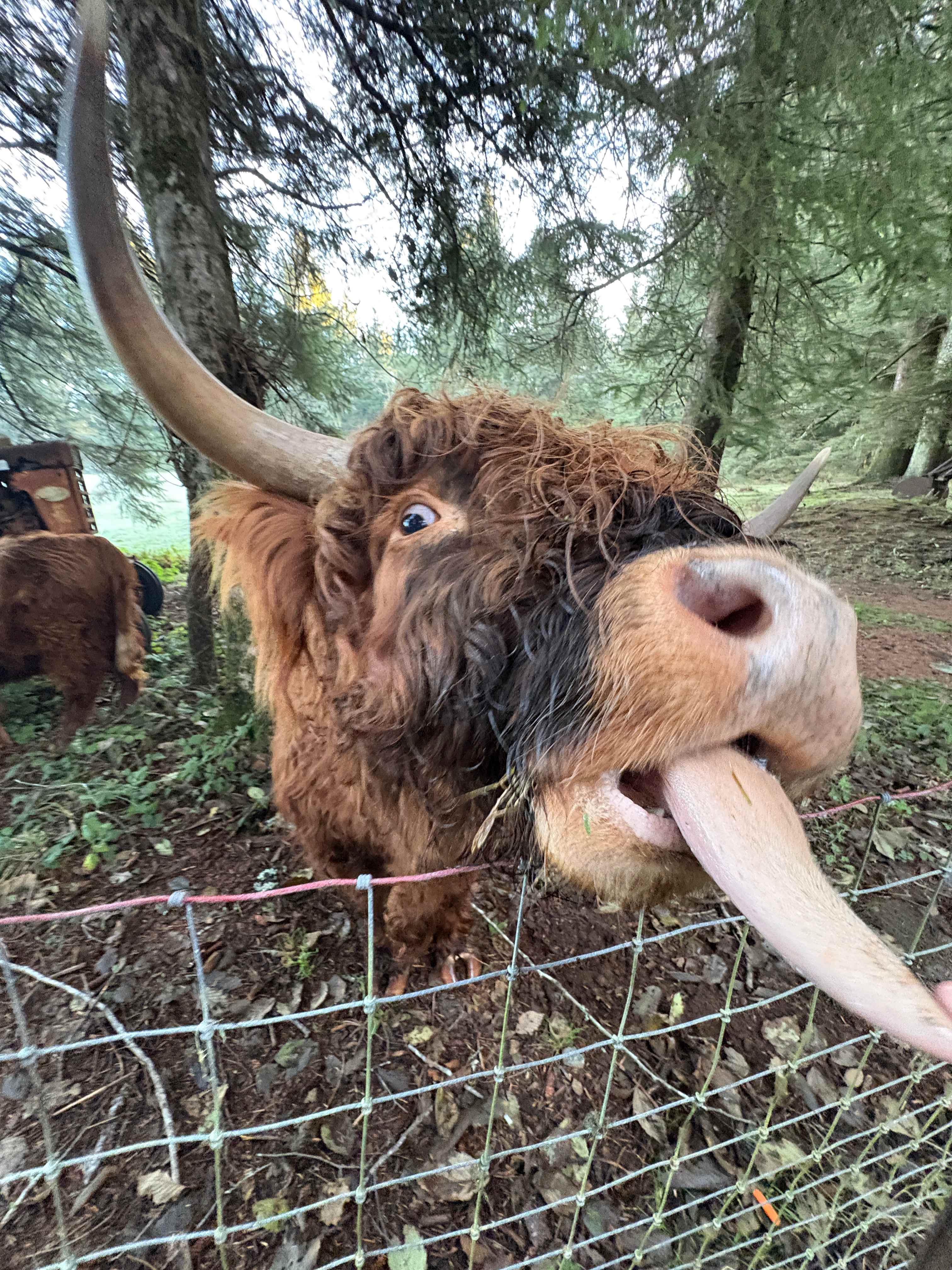 Coastal Forest Farm Camp