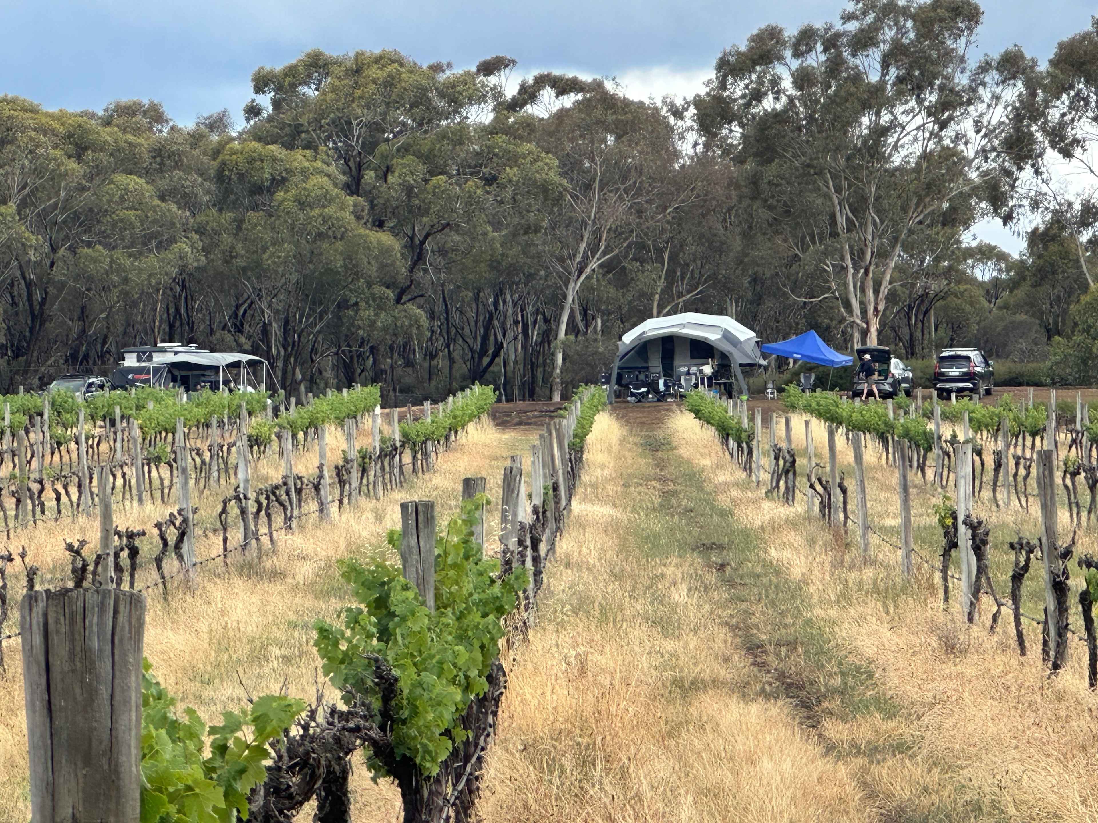 Sandhurst Ridge Vineyard