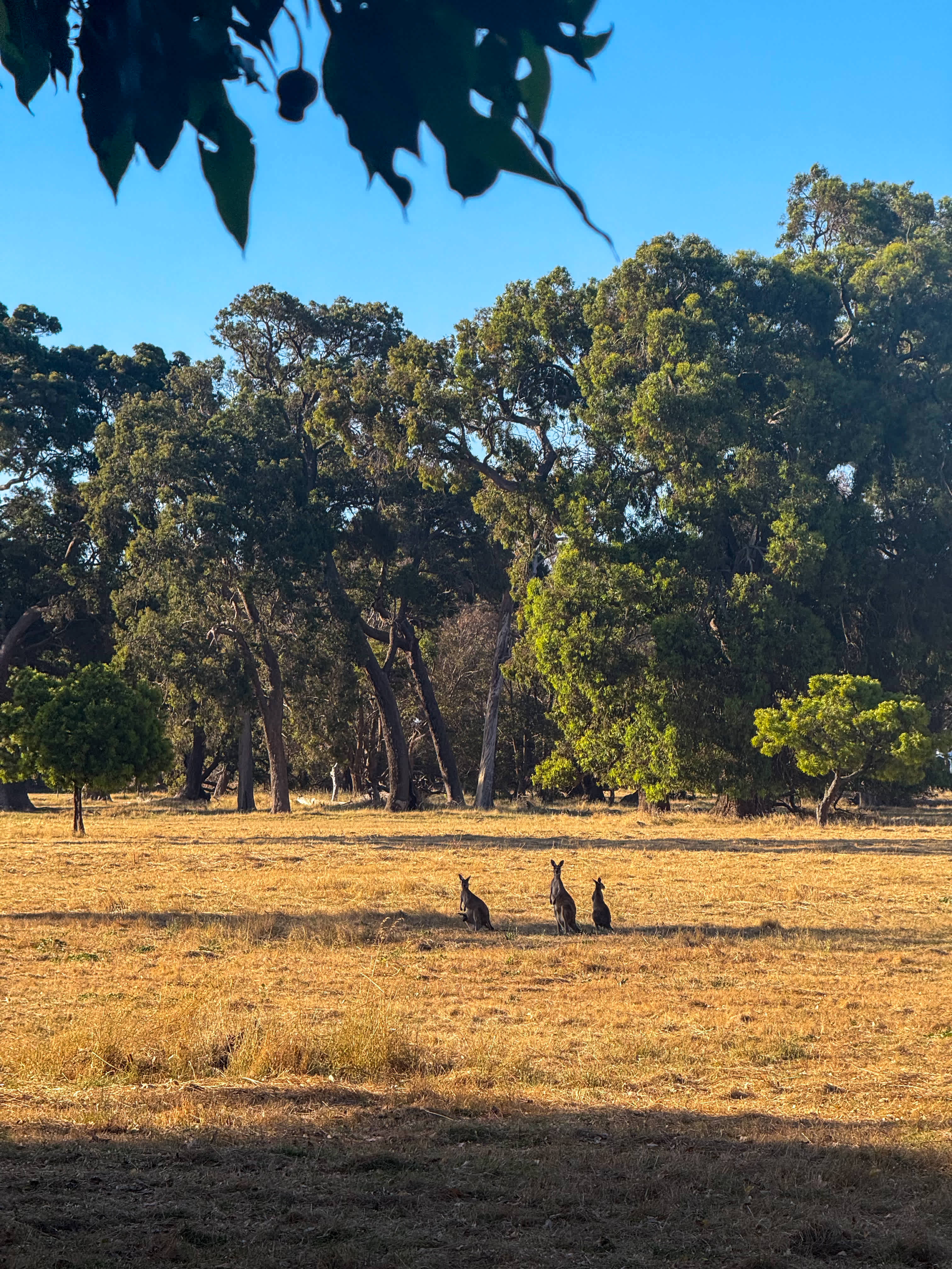 Rural peace in Vasse, Busselton