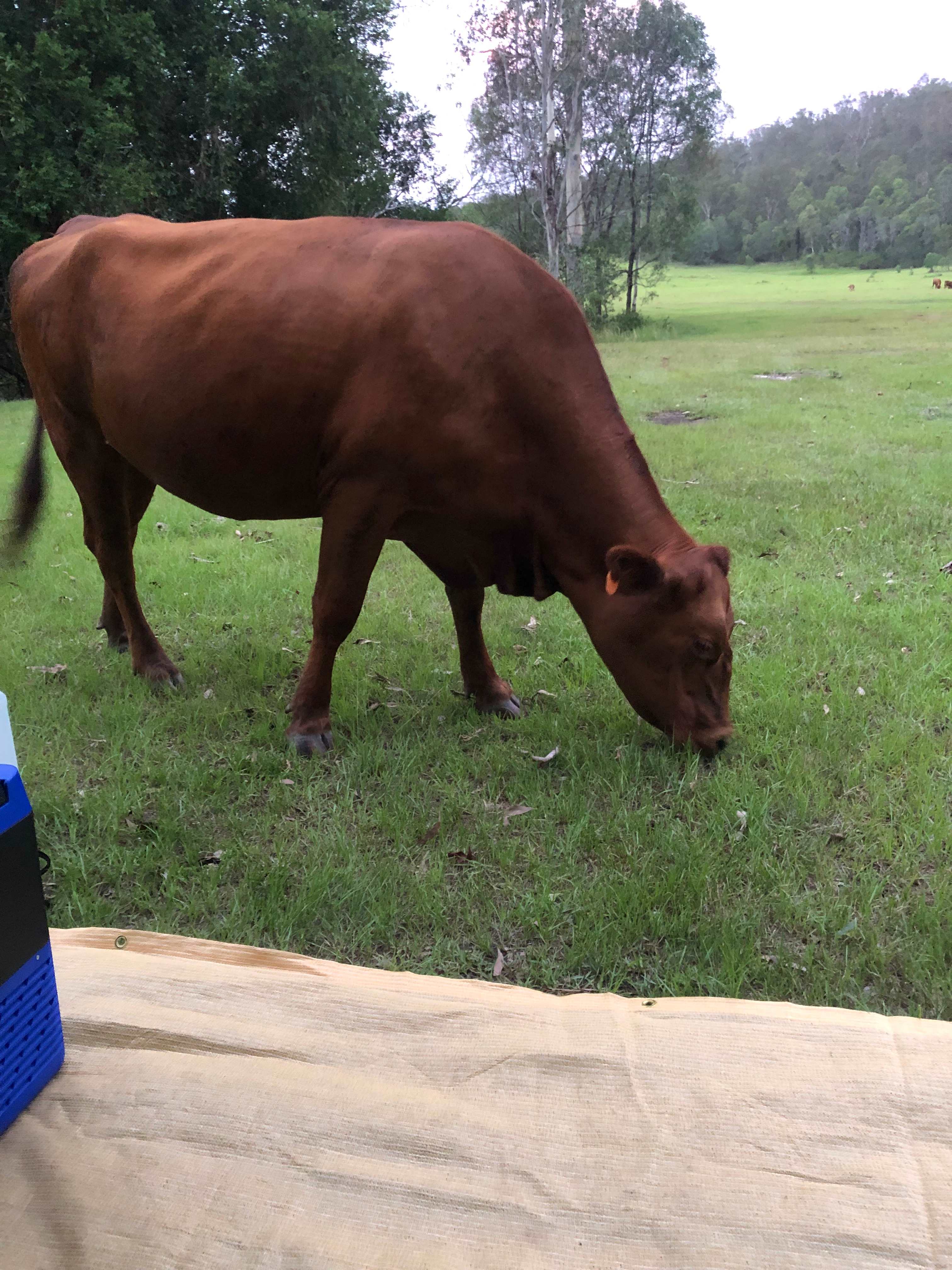 Very cute dog, and had some even cuter puppies.