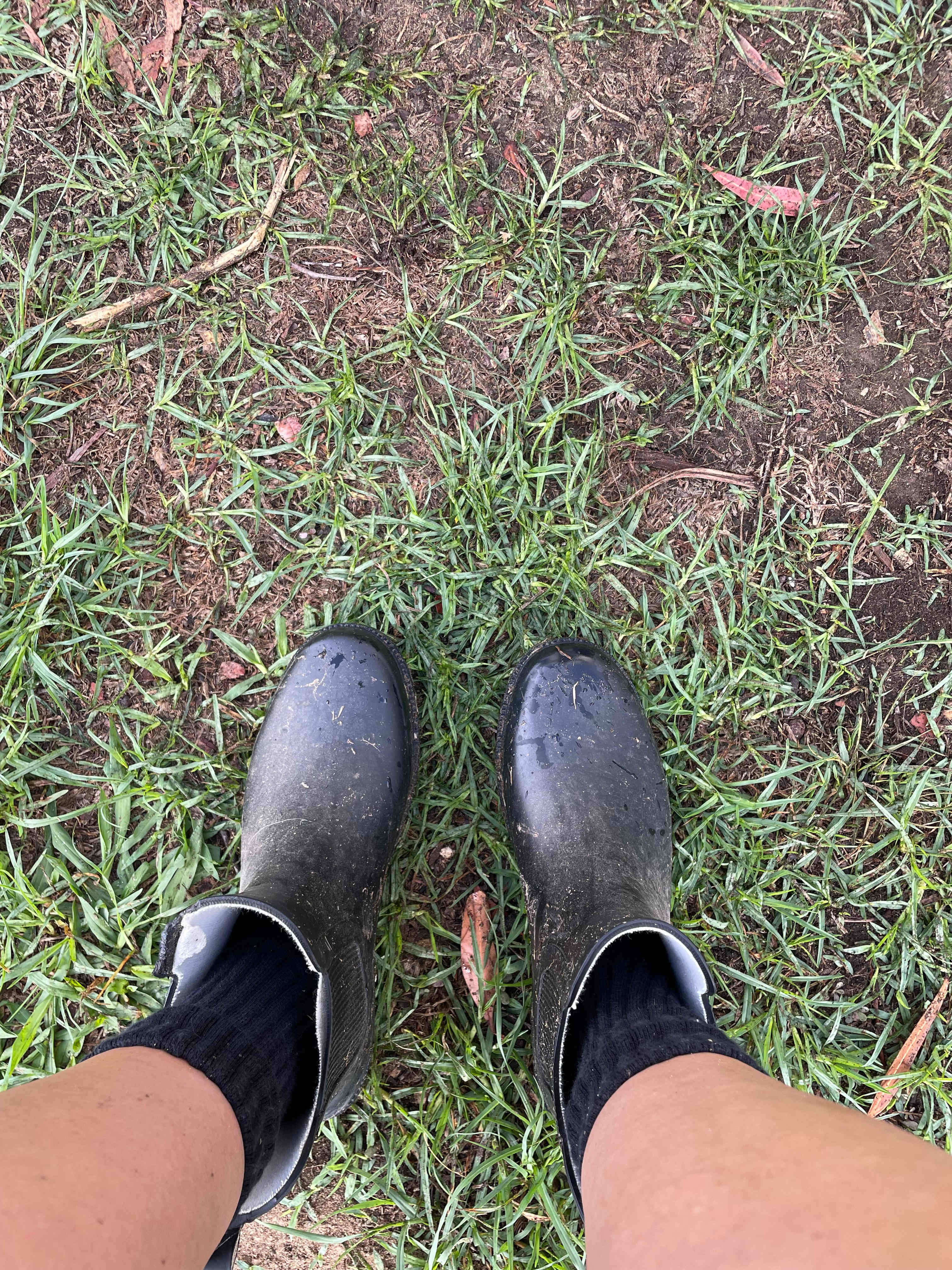 Wet farm morning foot wear advised 