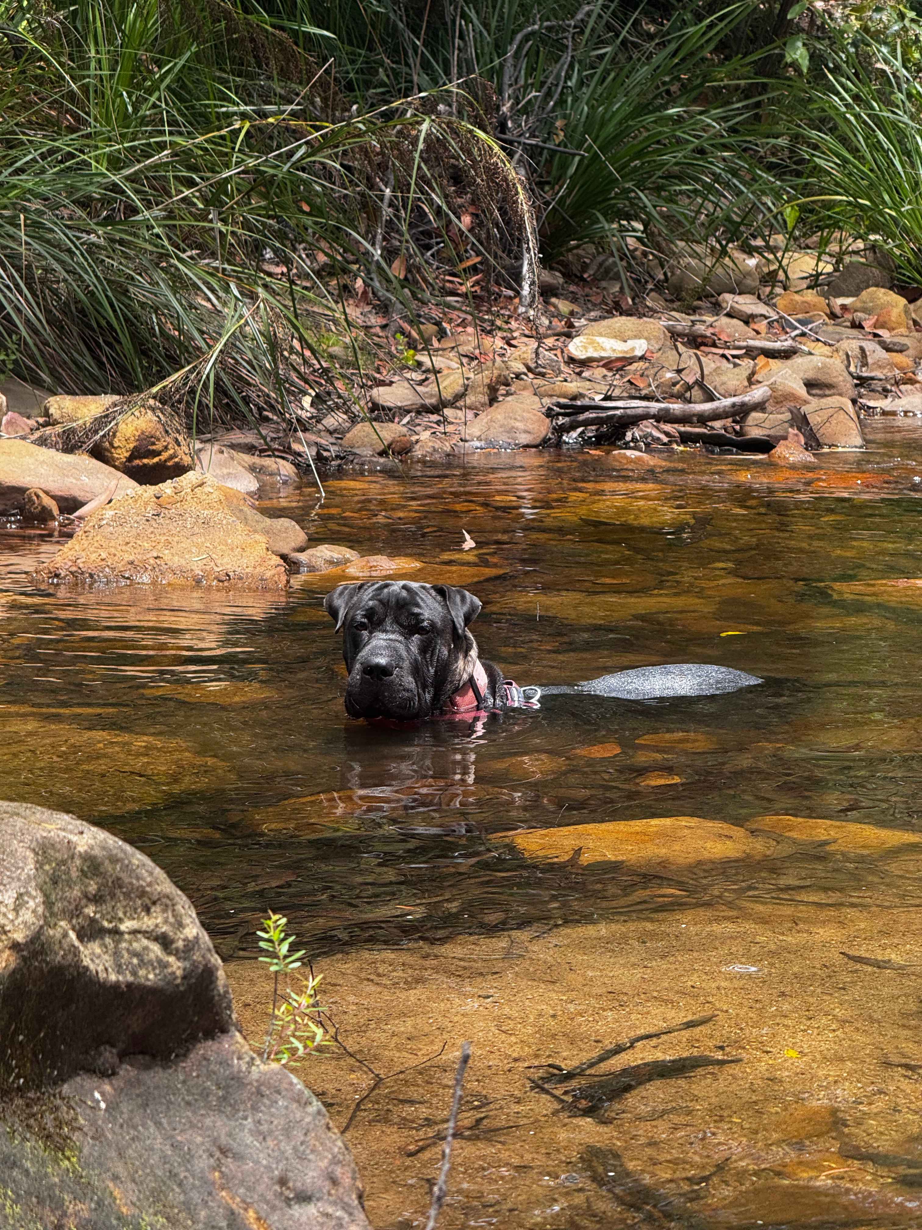 Nellies Glen Camping