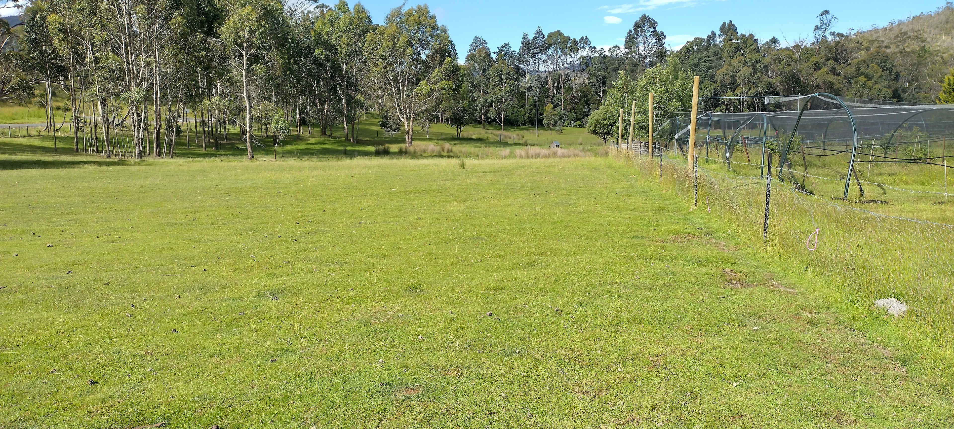 Haskaps Of TAS Camping