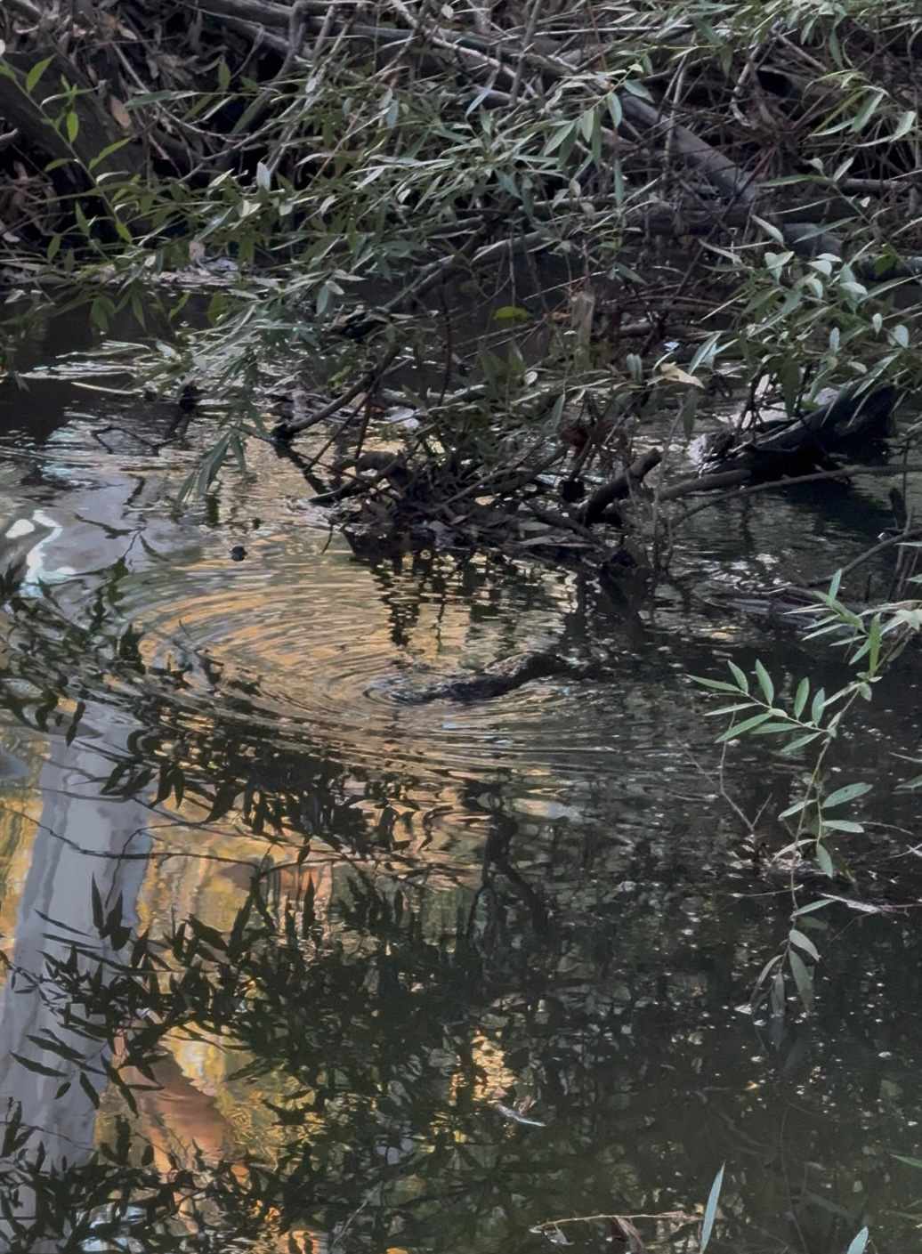 Hidden Beauty on Broken Creek