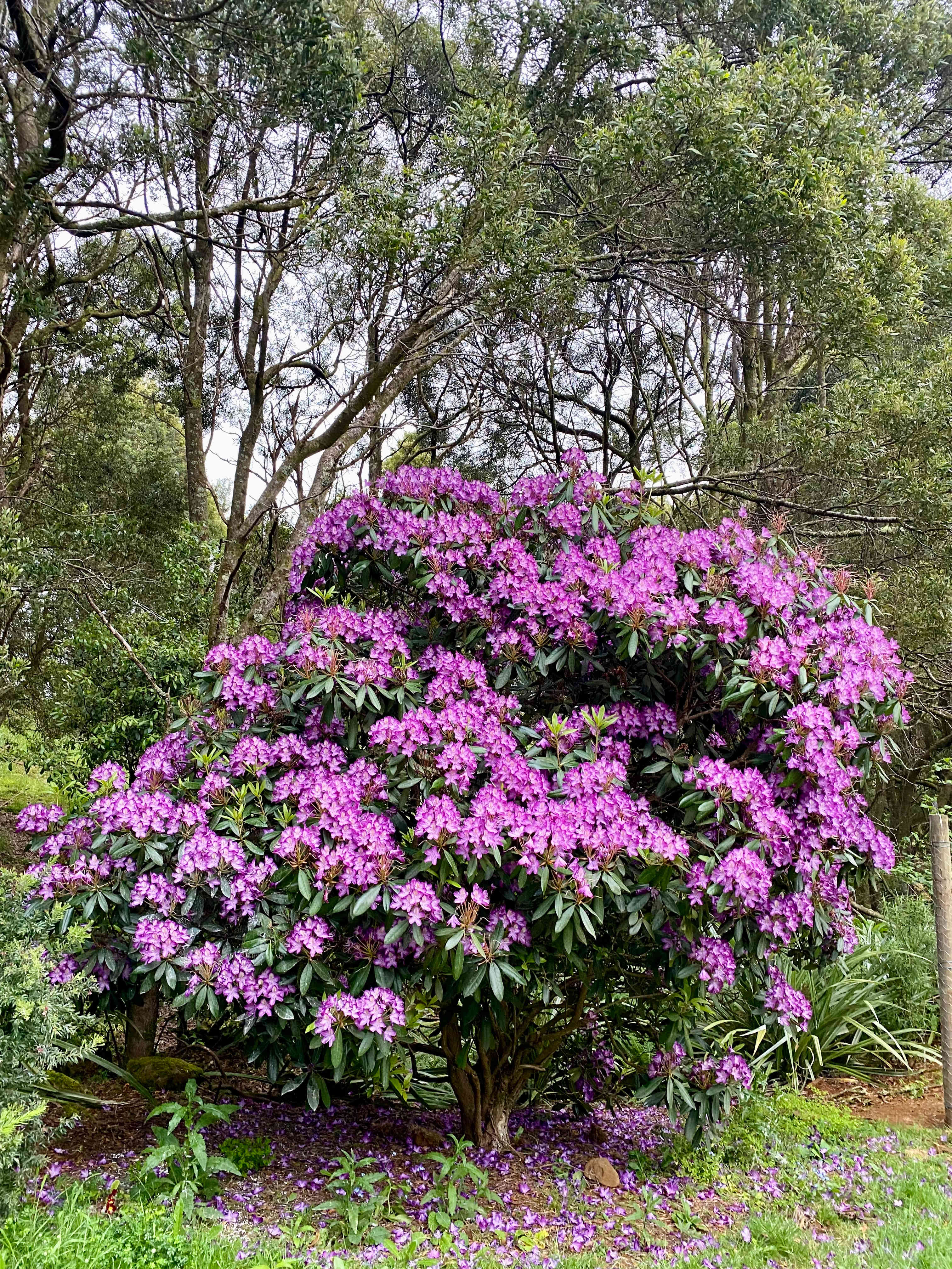 Arion Park, Campsite, YOLLA NW TAS