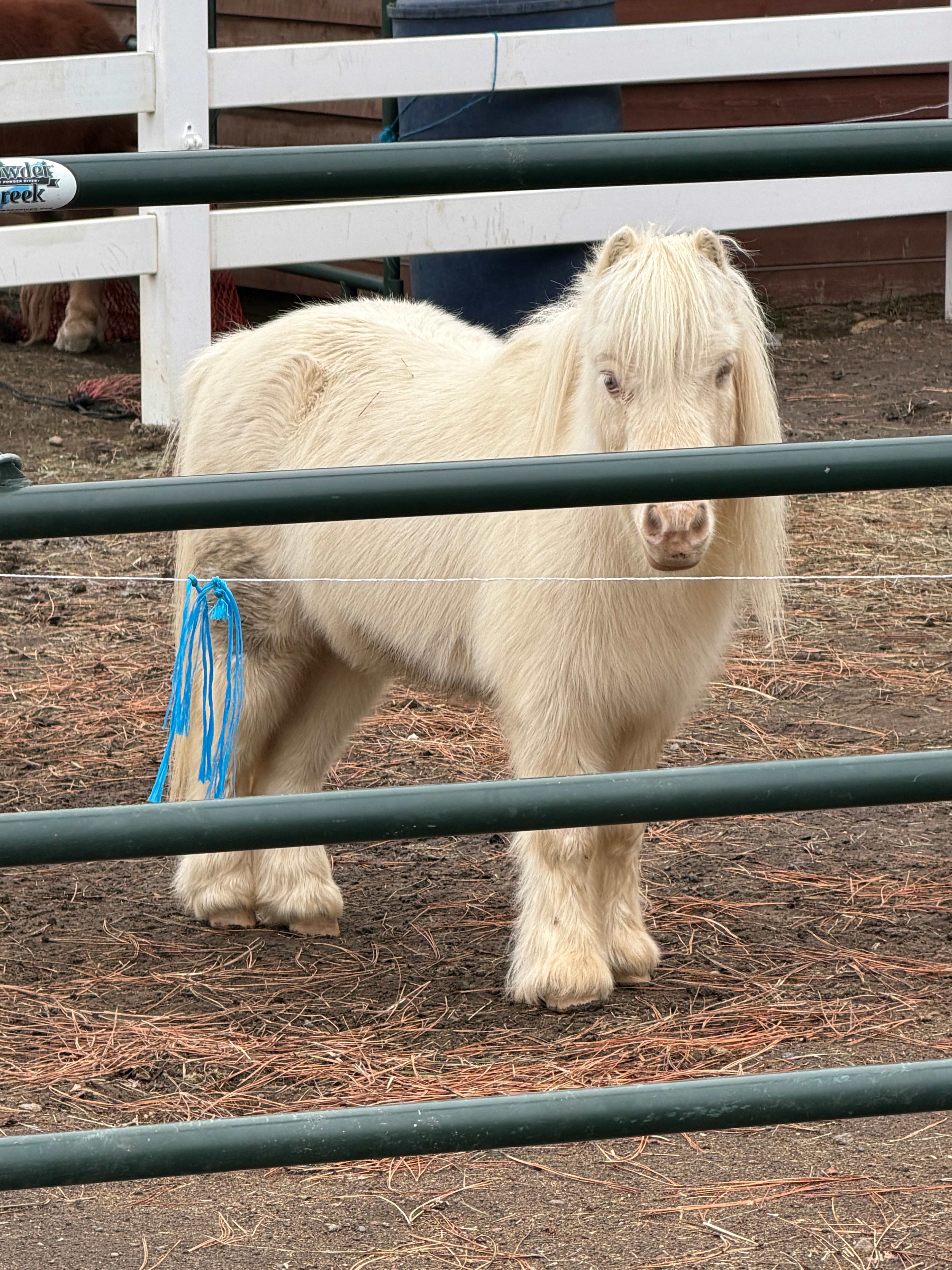 Rags To Rescues Sanctuary