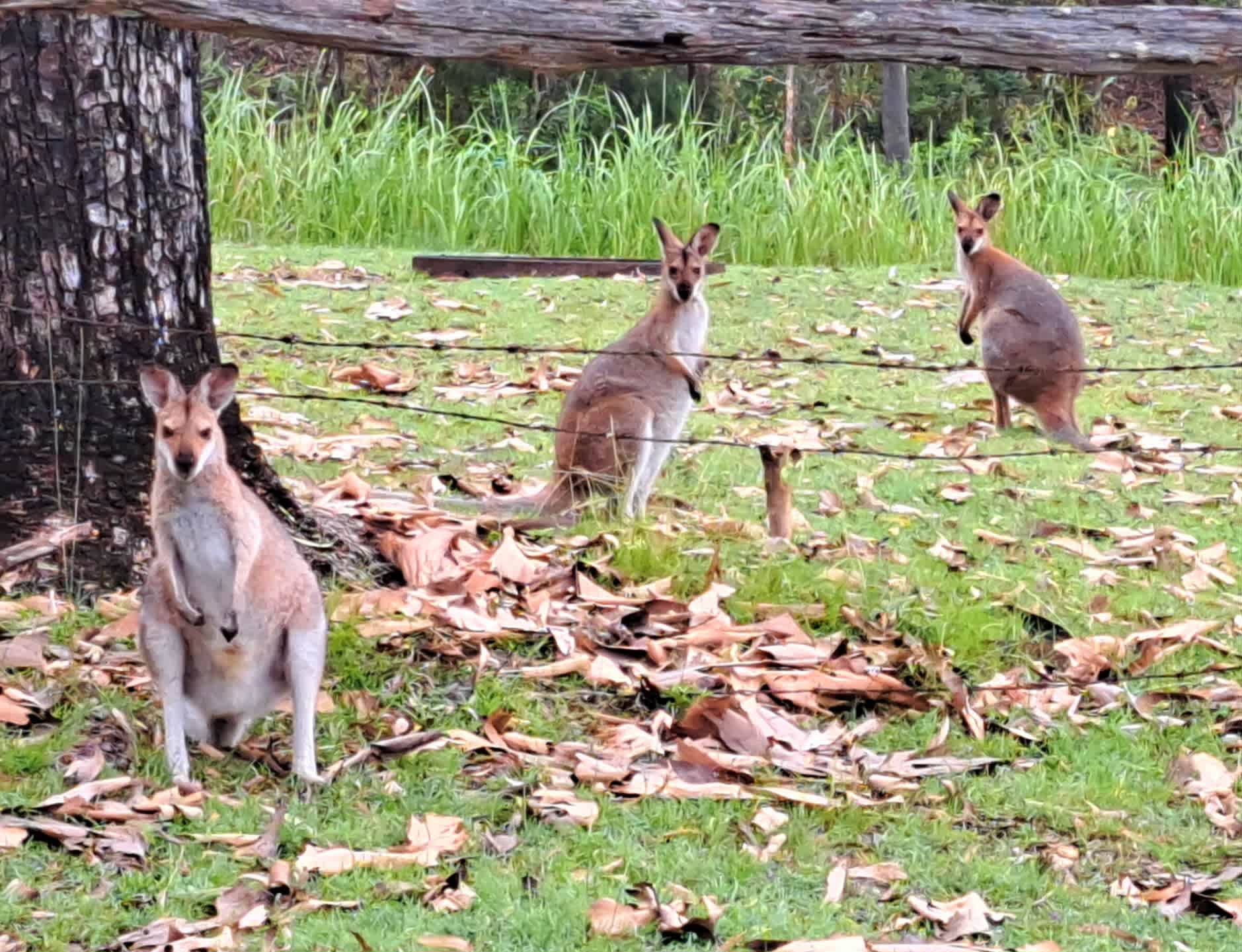 Mt Barney Lodge Eco Retreat