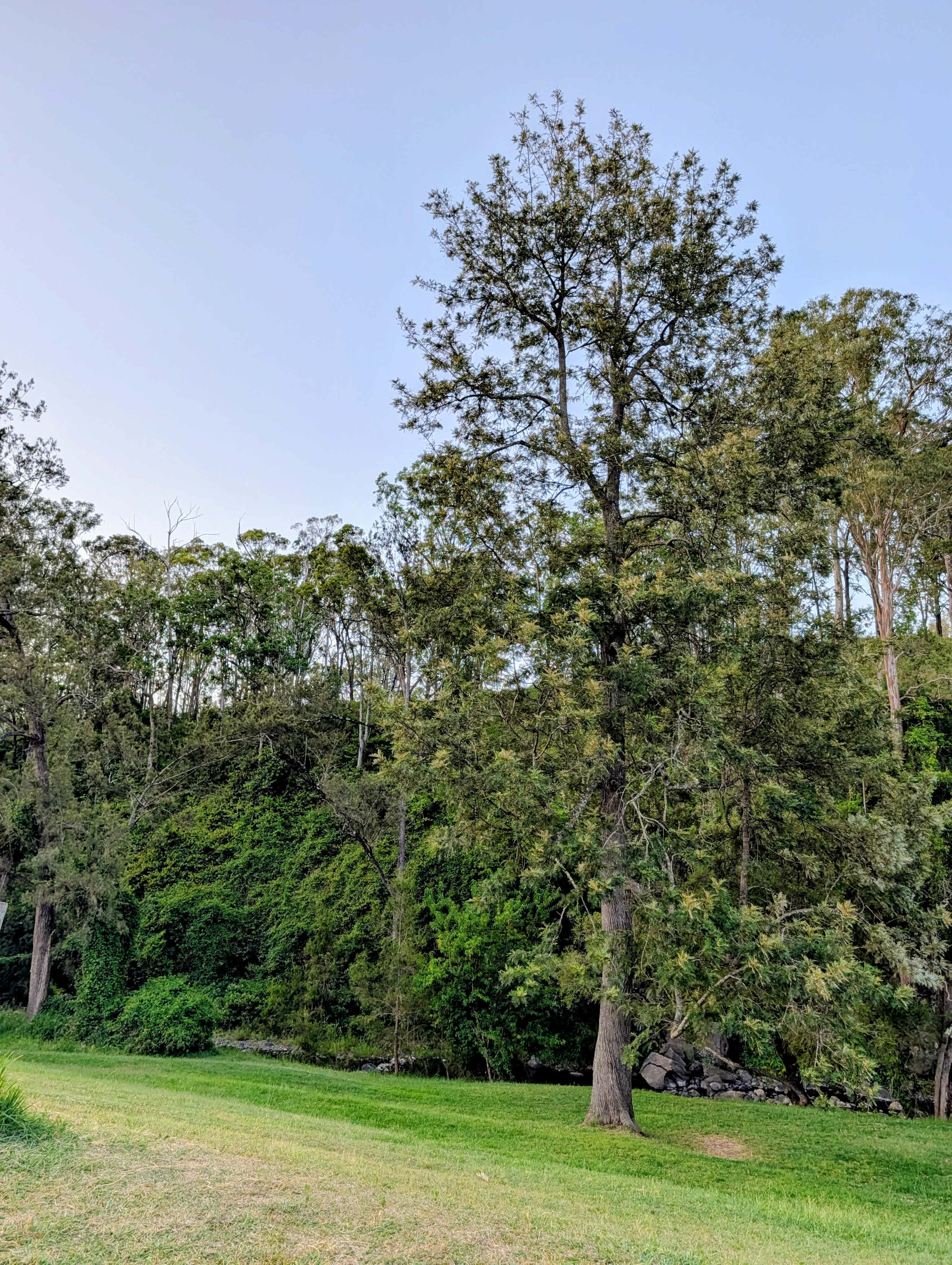 Kerry Valley Secret, Scenic Rim