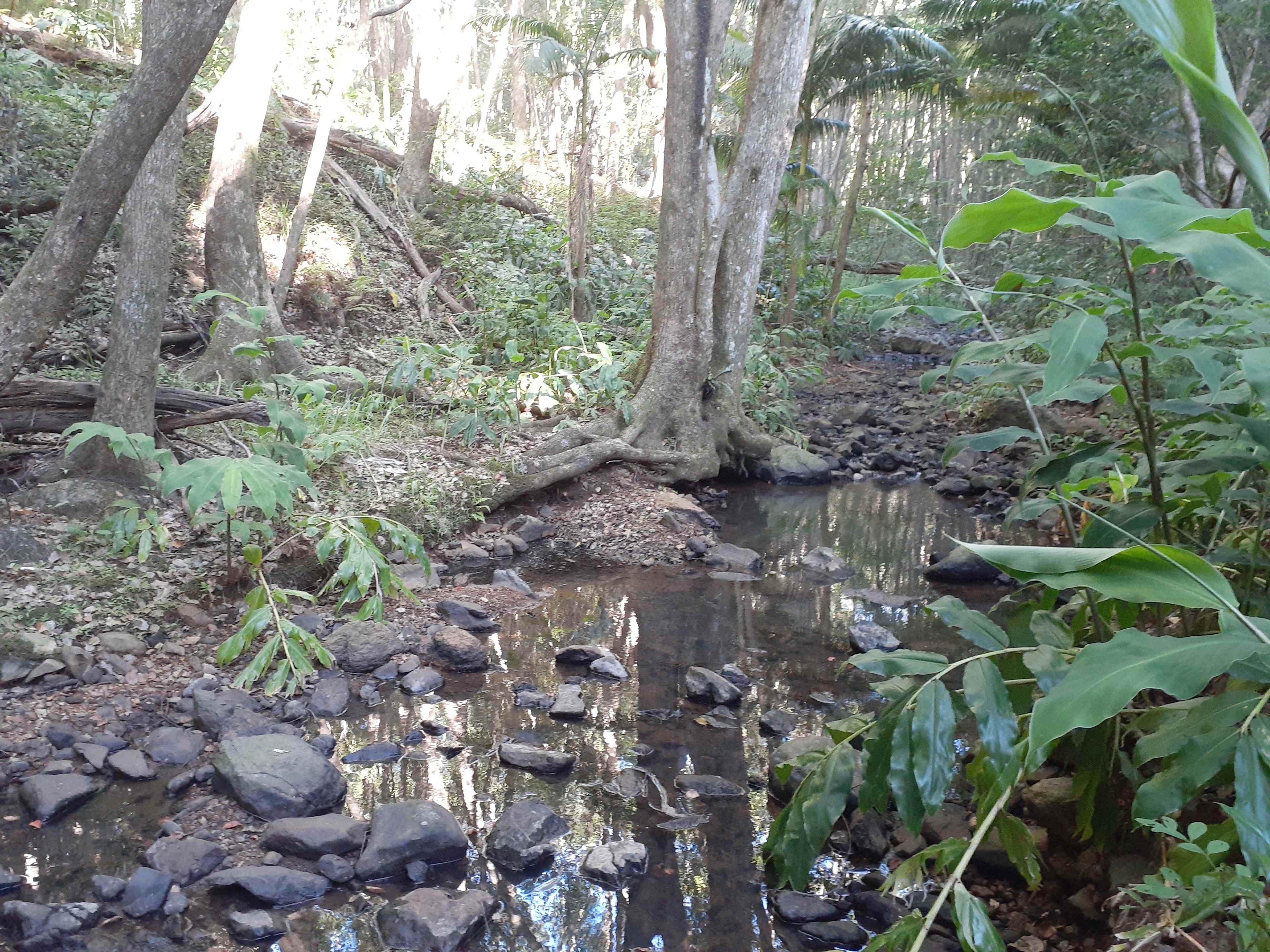 Fern gully Creek, Coorabell