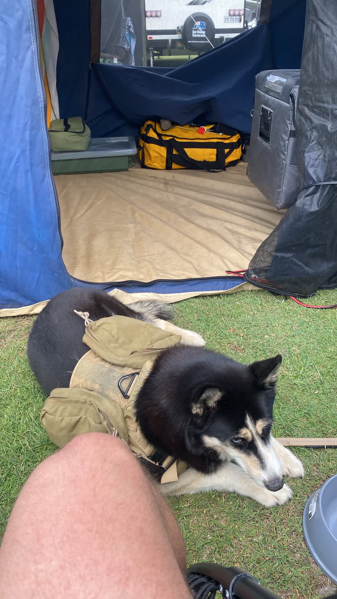 Camping with pets