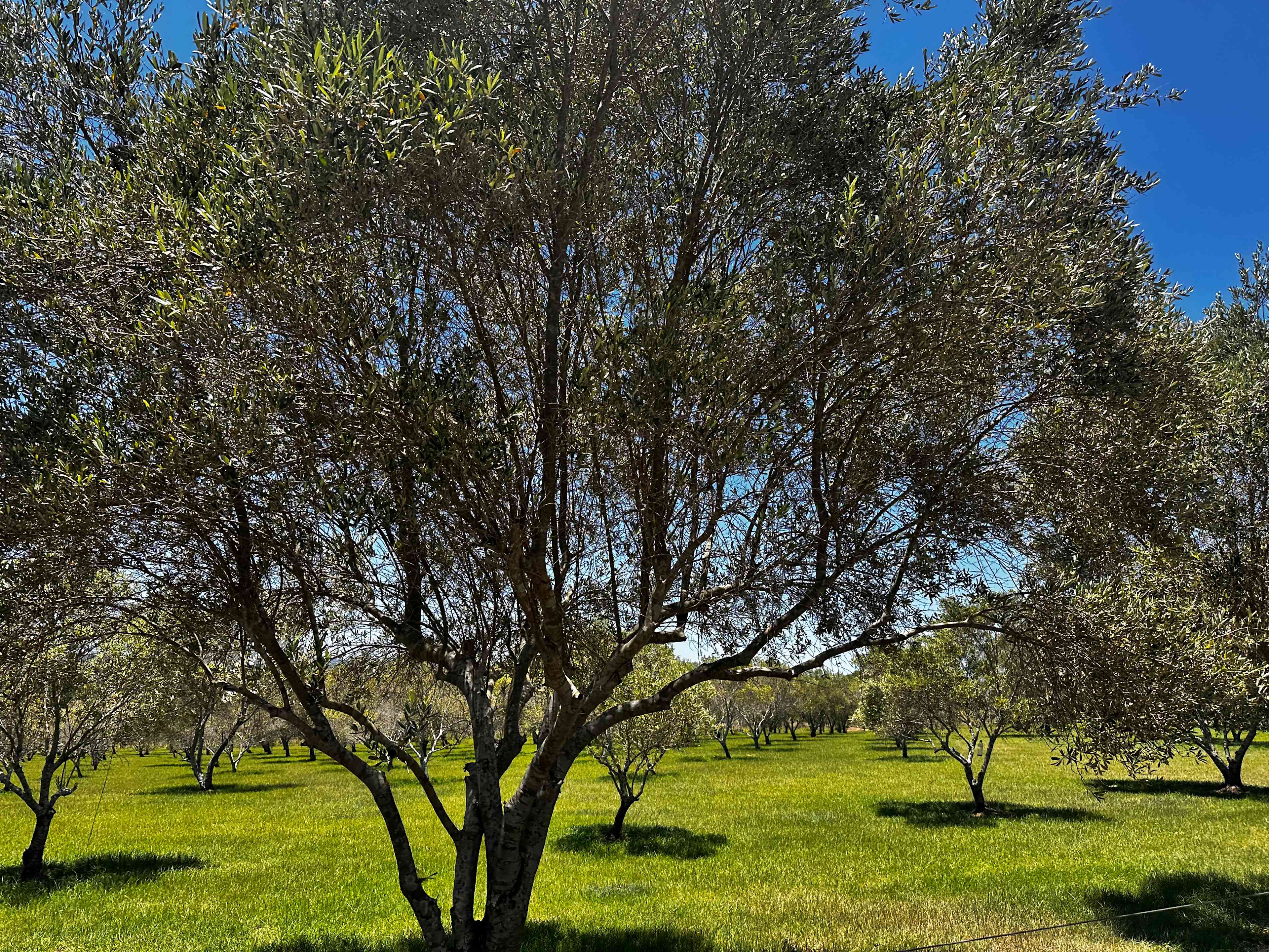 Olive View Estate - Stunning Views!