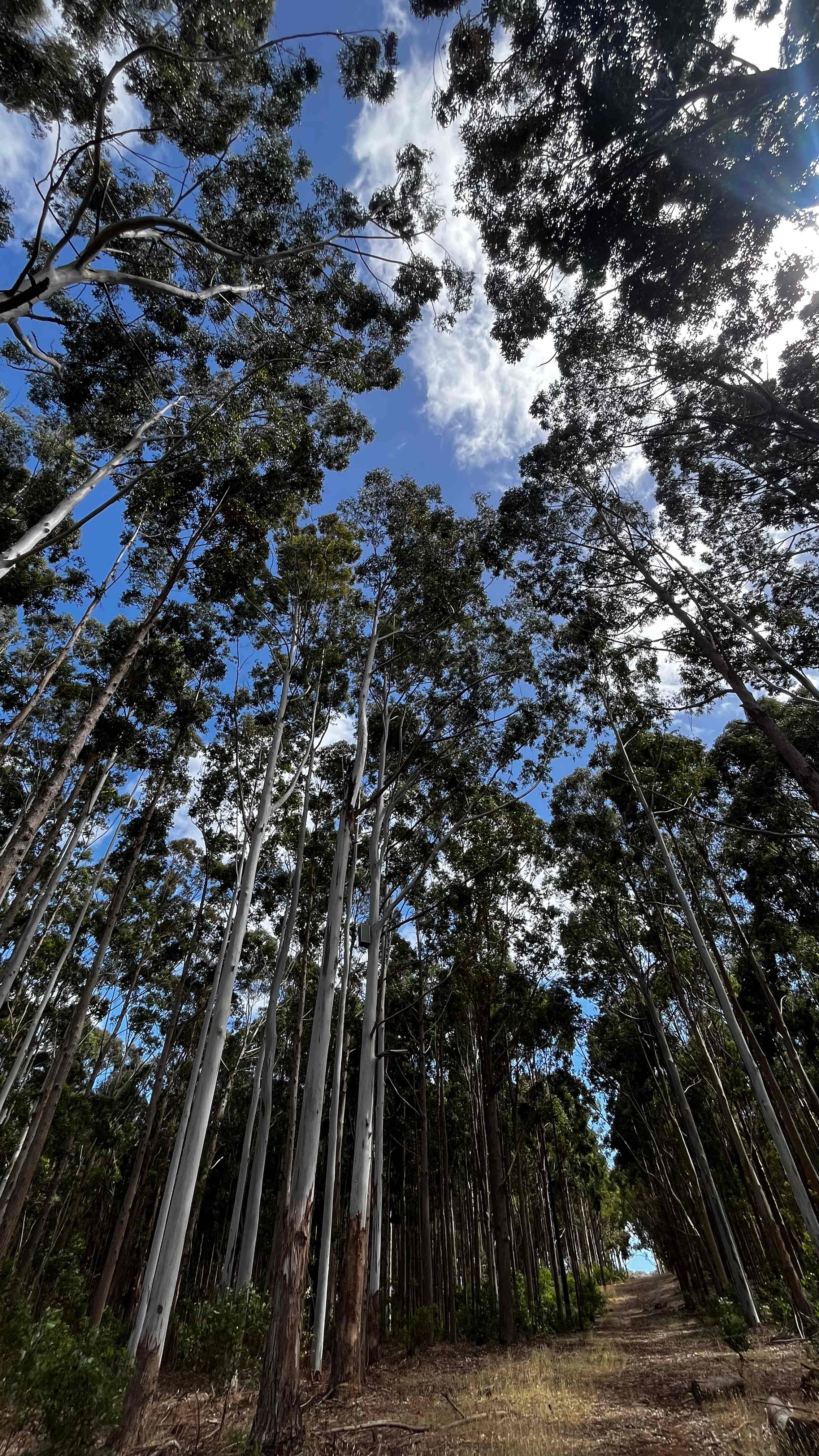 Walking trail on the site 