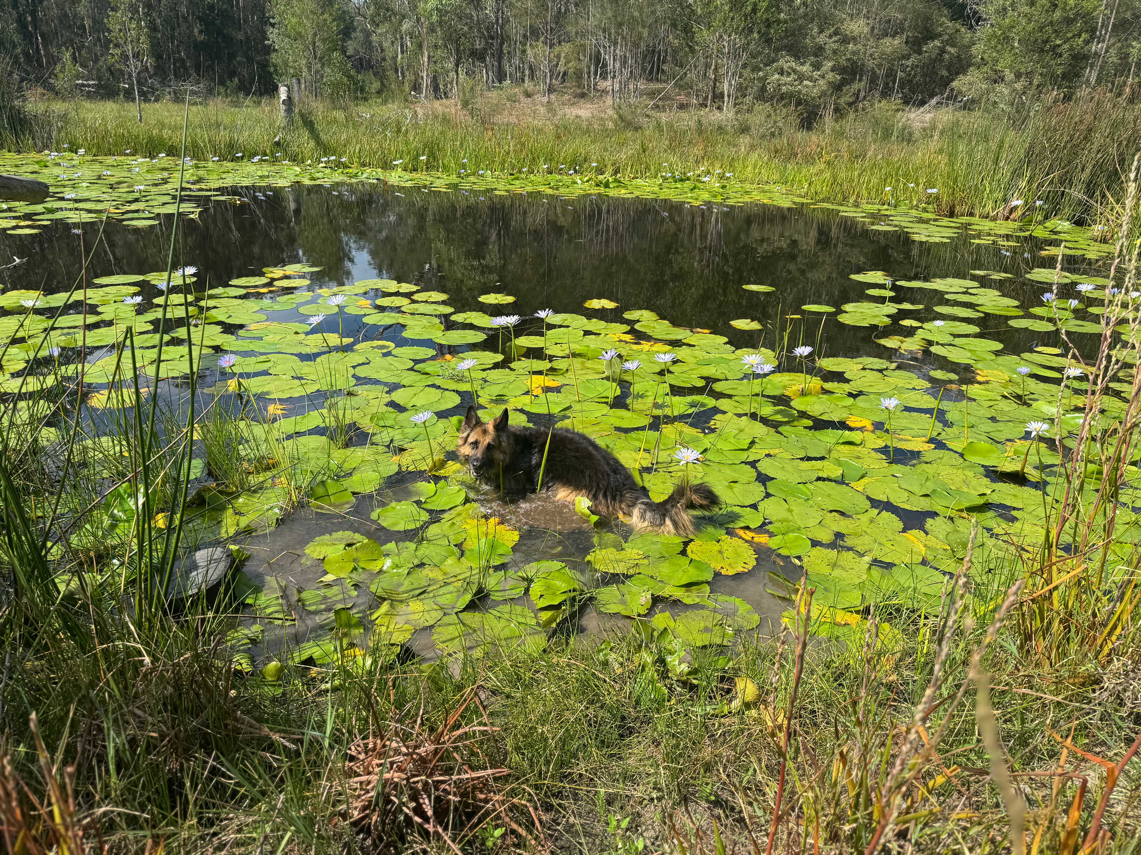 Pipe Dream Bush Camp - Dog Friendly
