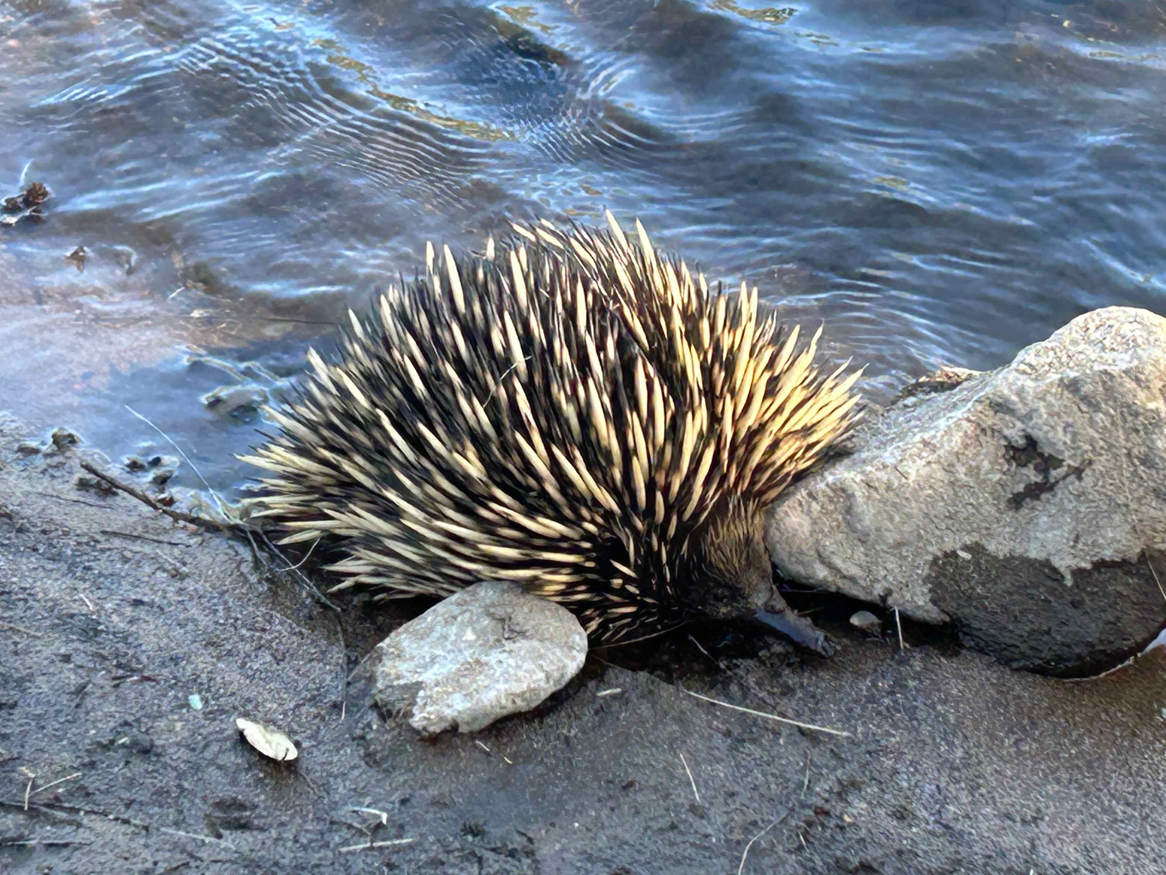 Jarabin on the Murrumbidgee