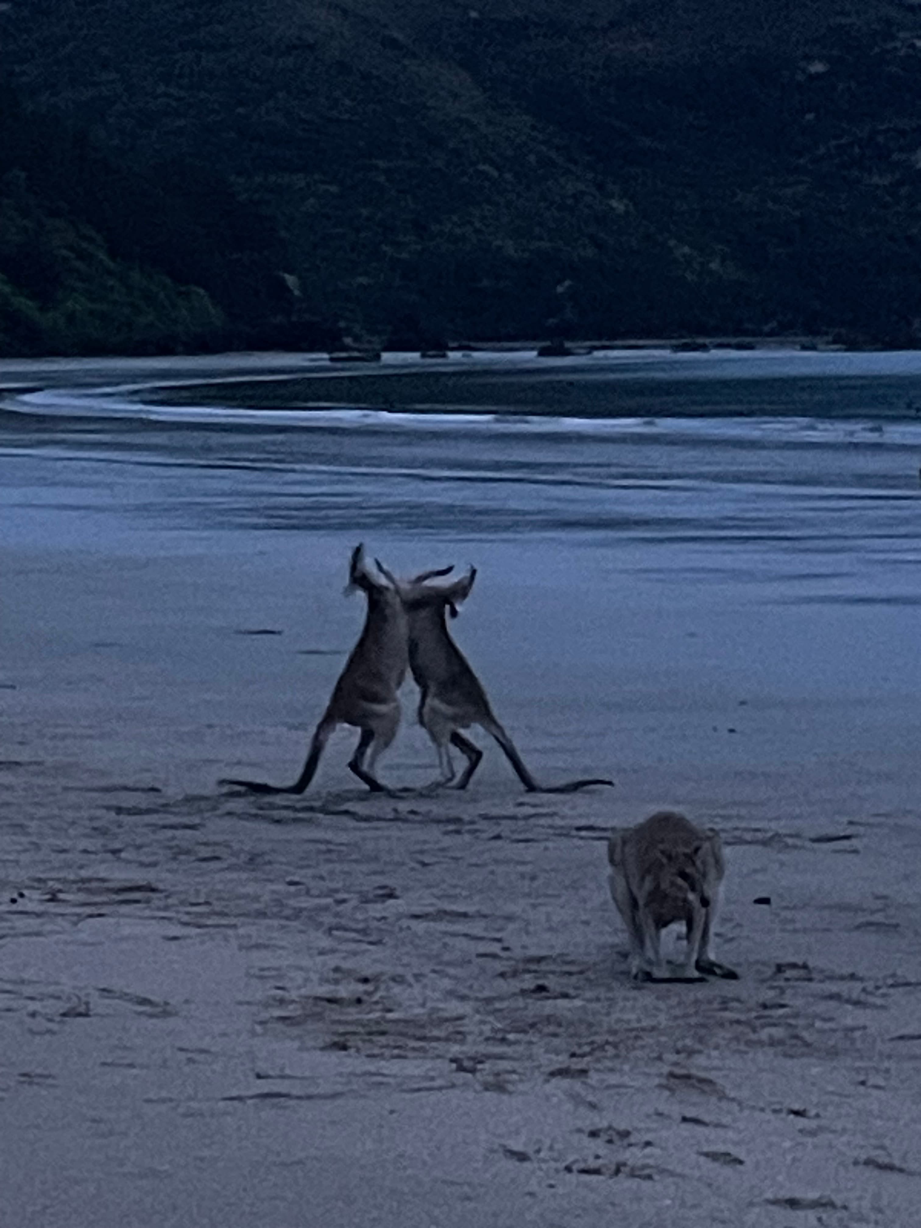 Cape Hillsborough Nature Tourist Park
