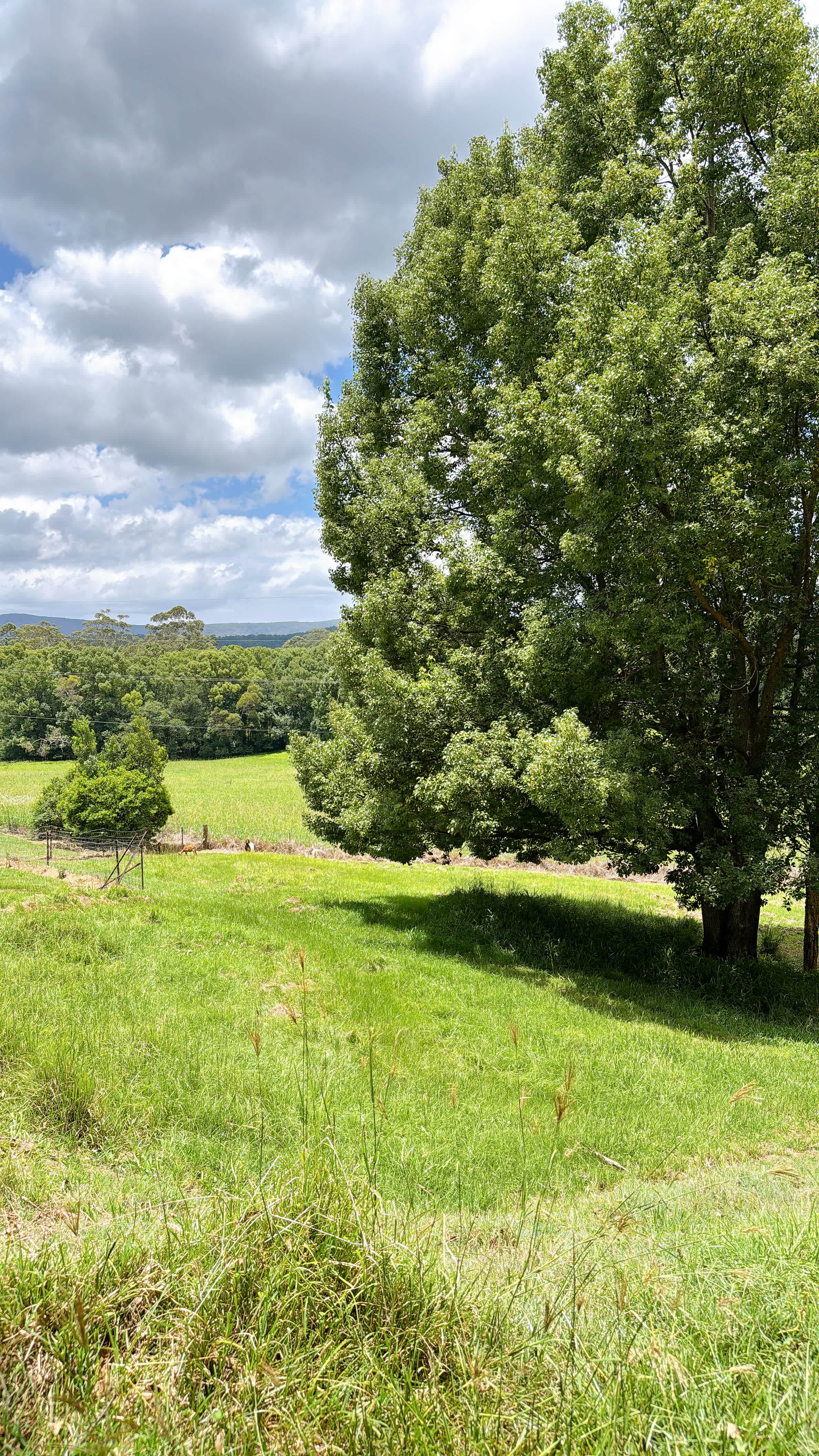 Kingfisher Kampers, Nana Glen