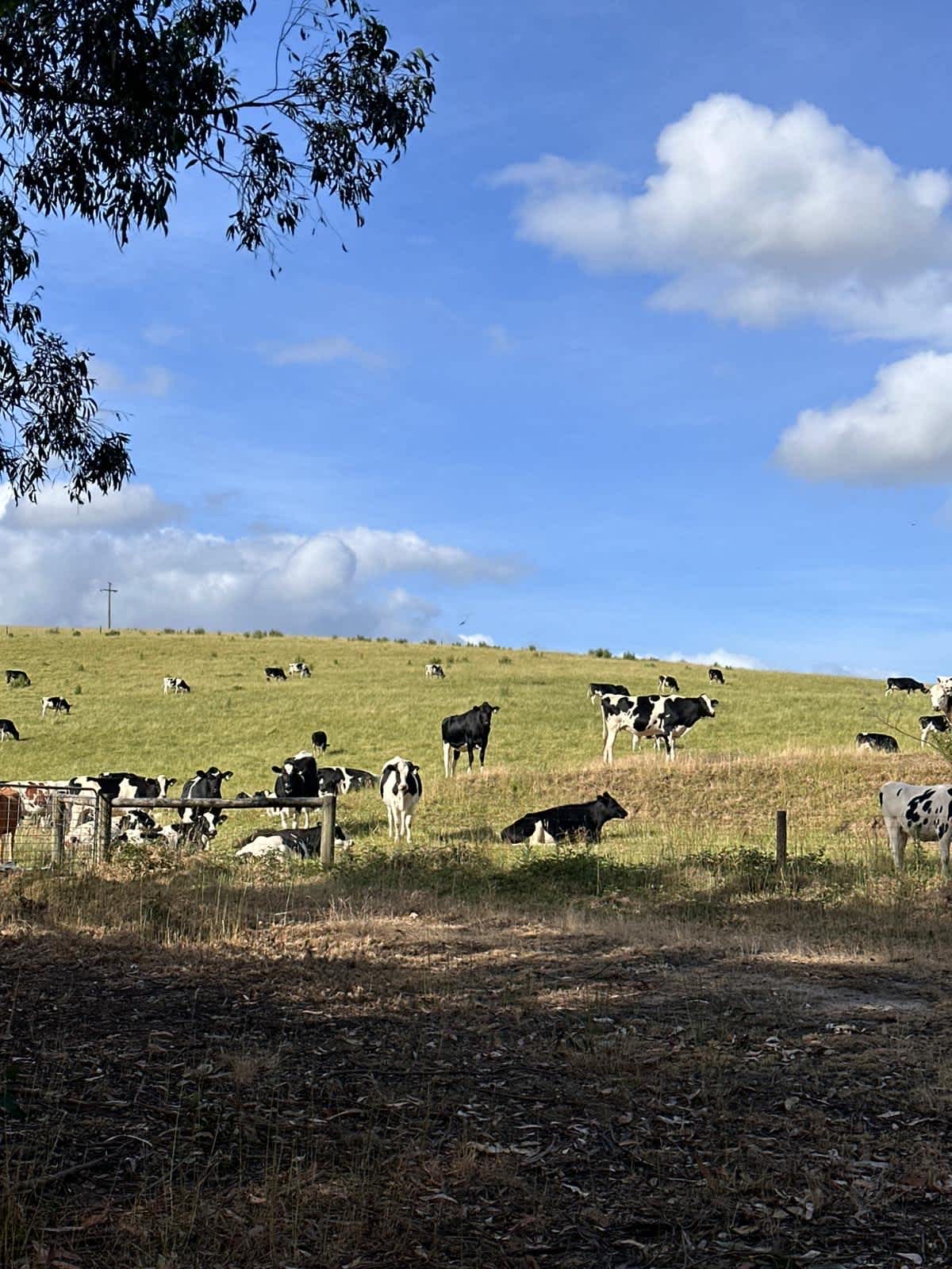 Gordens Track Camping Grounds