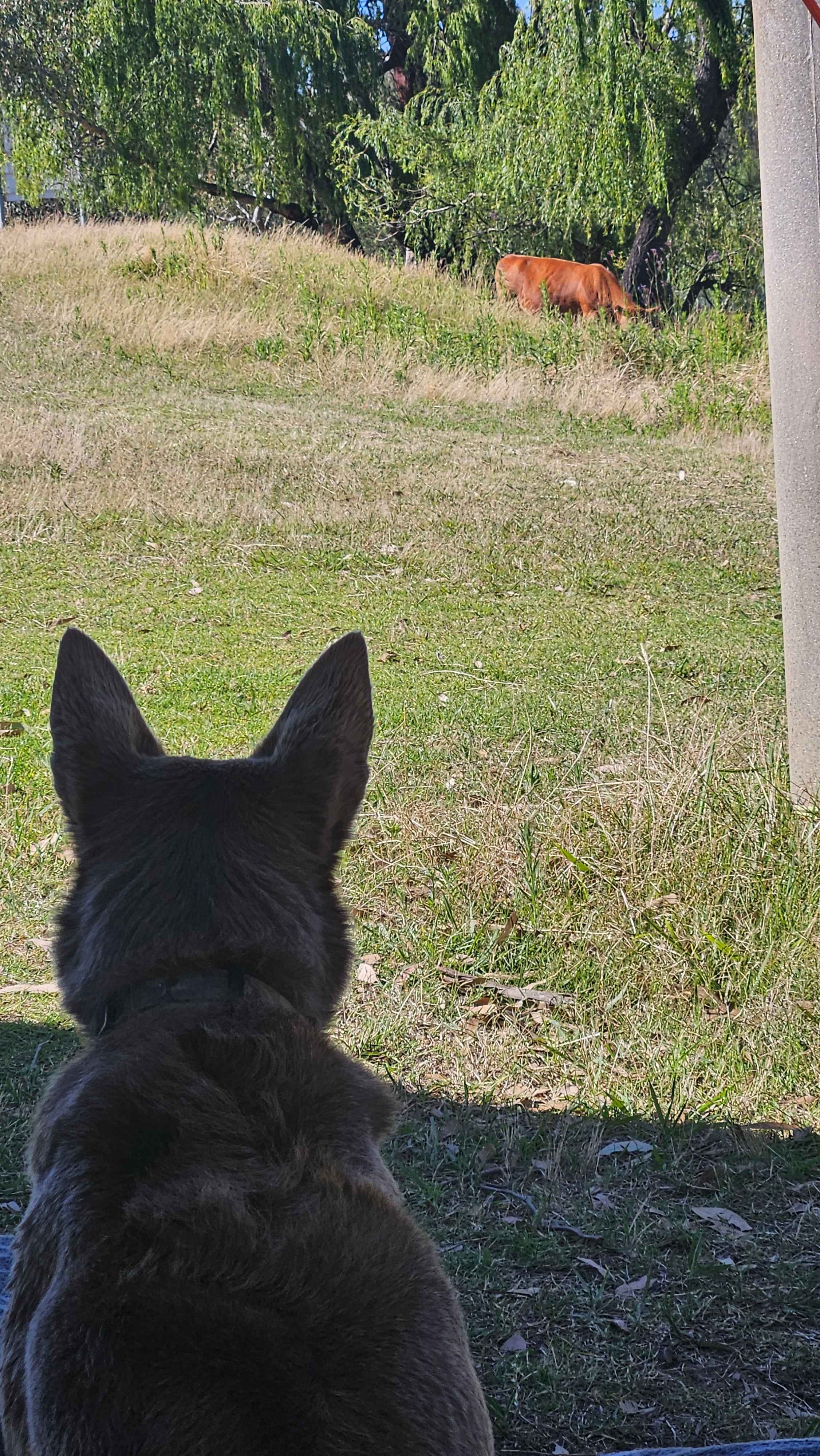 Gobi was on alert watching the locals 