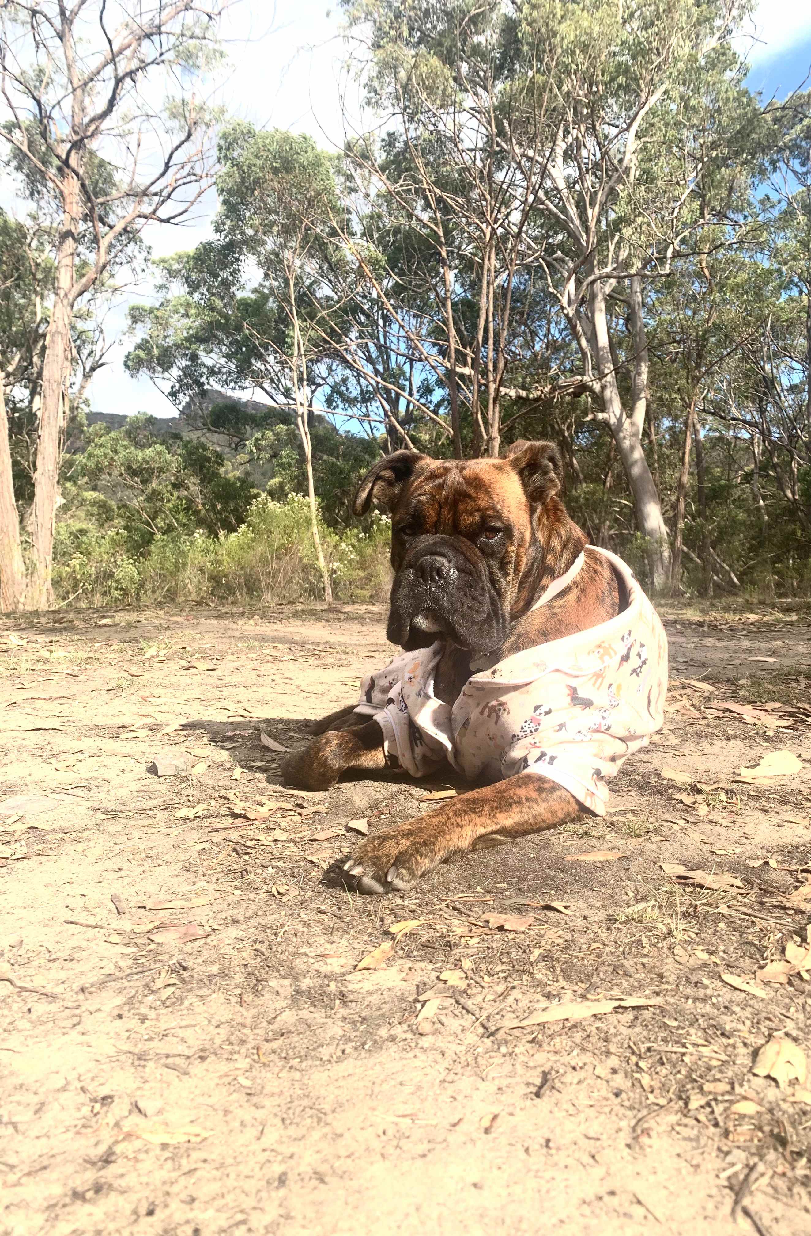 Wildwoods - Private bush surrounds
