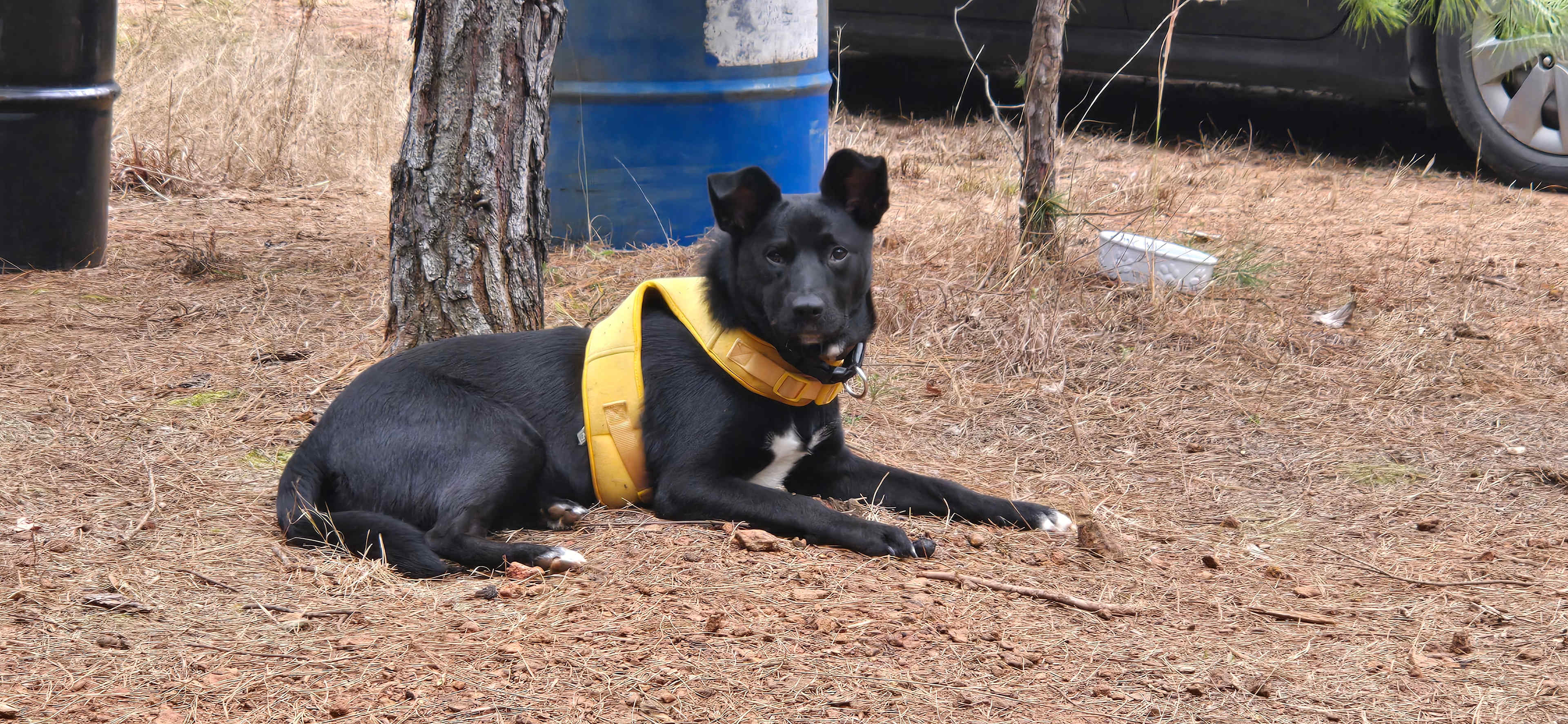 BlackBerryPines Disc & Camp