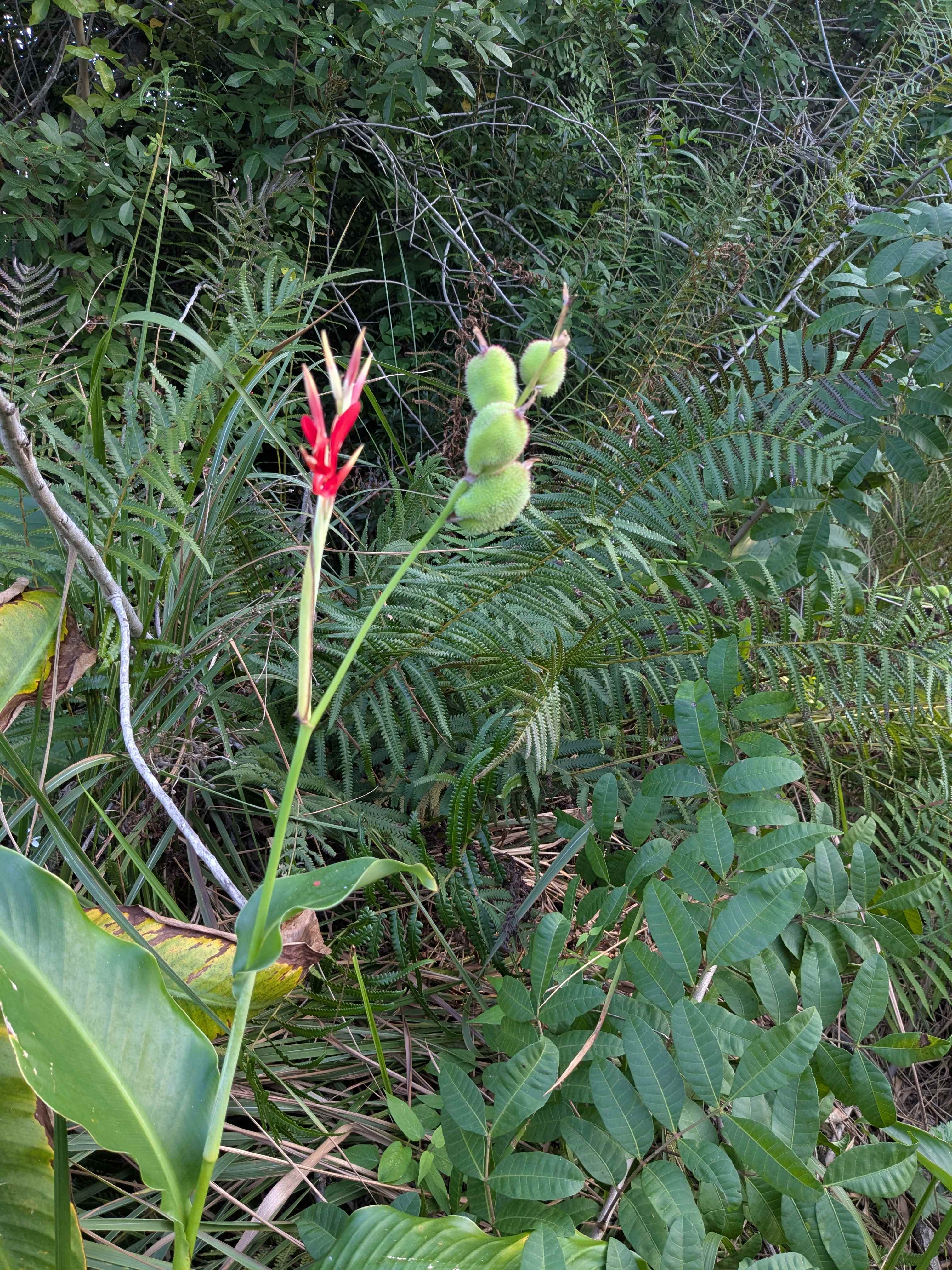 Gorgeous canna lily
