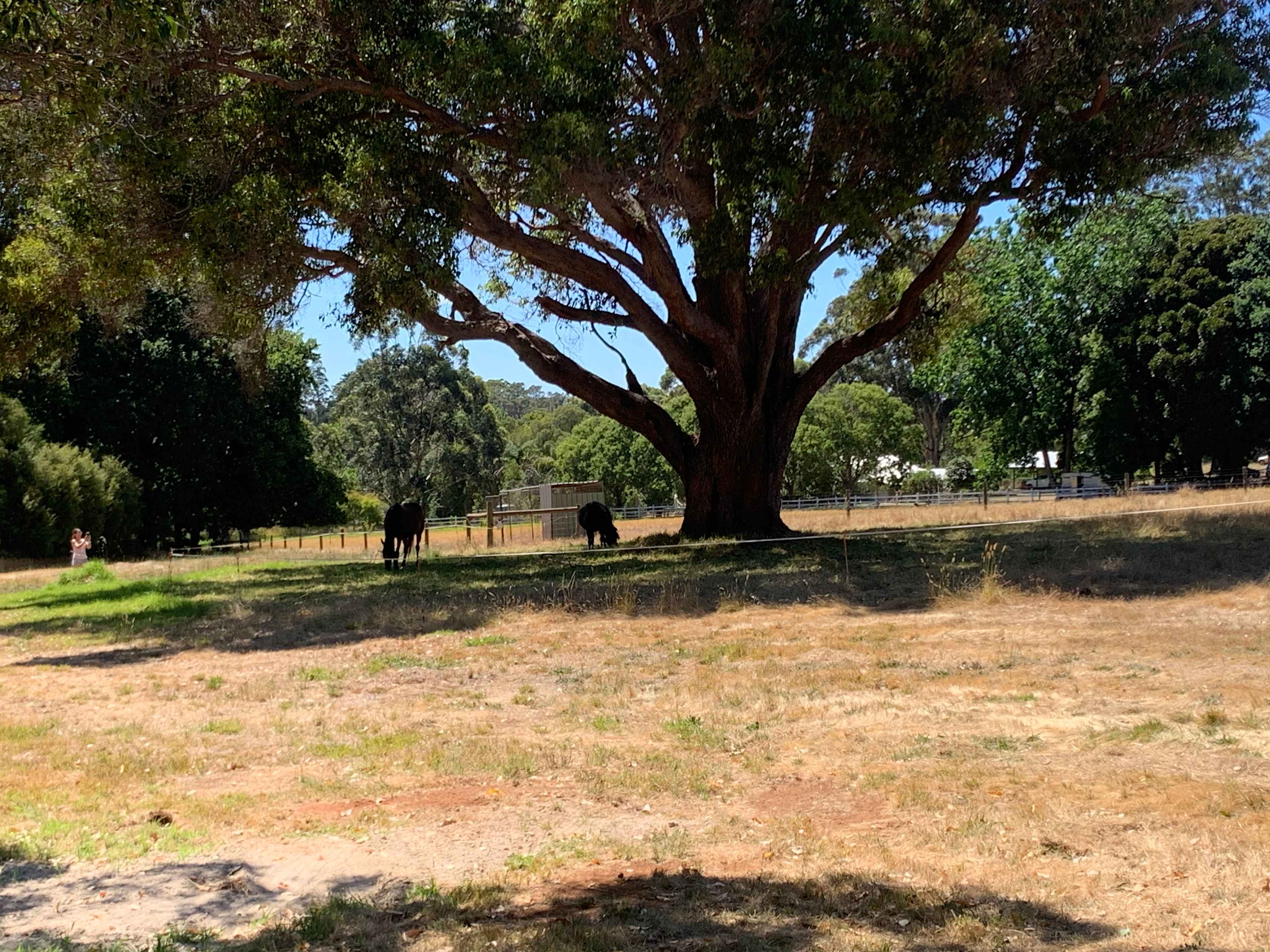 Margaret River - Rosa Glen Farm