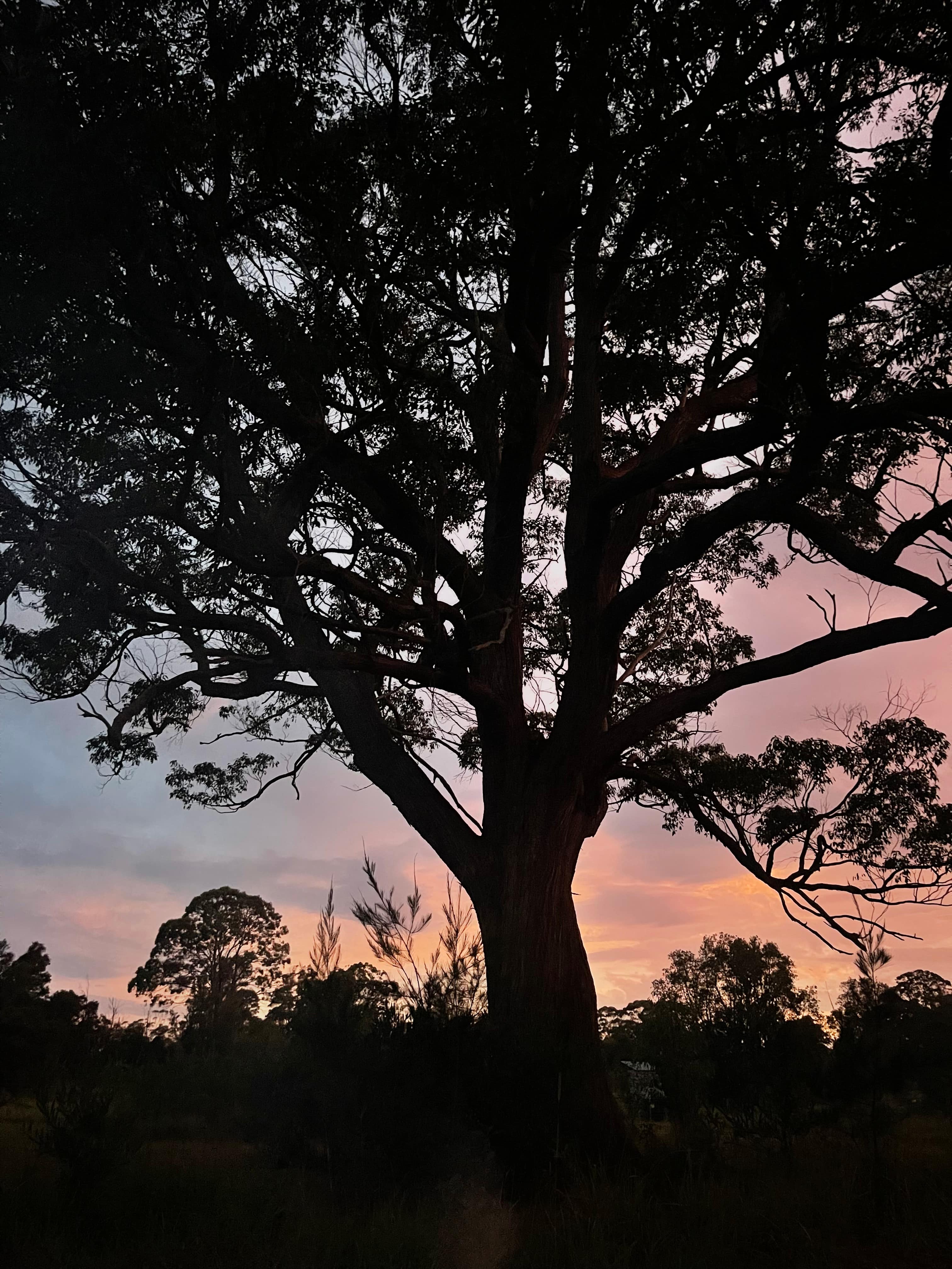 Diamond Park Campsite