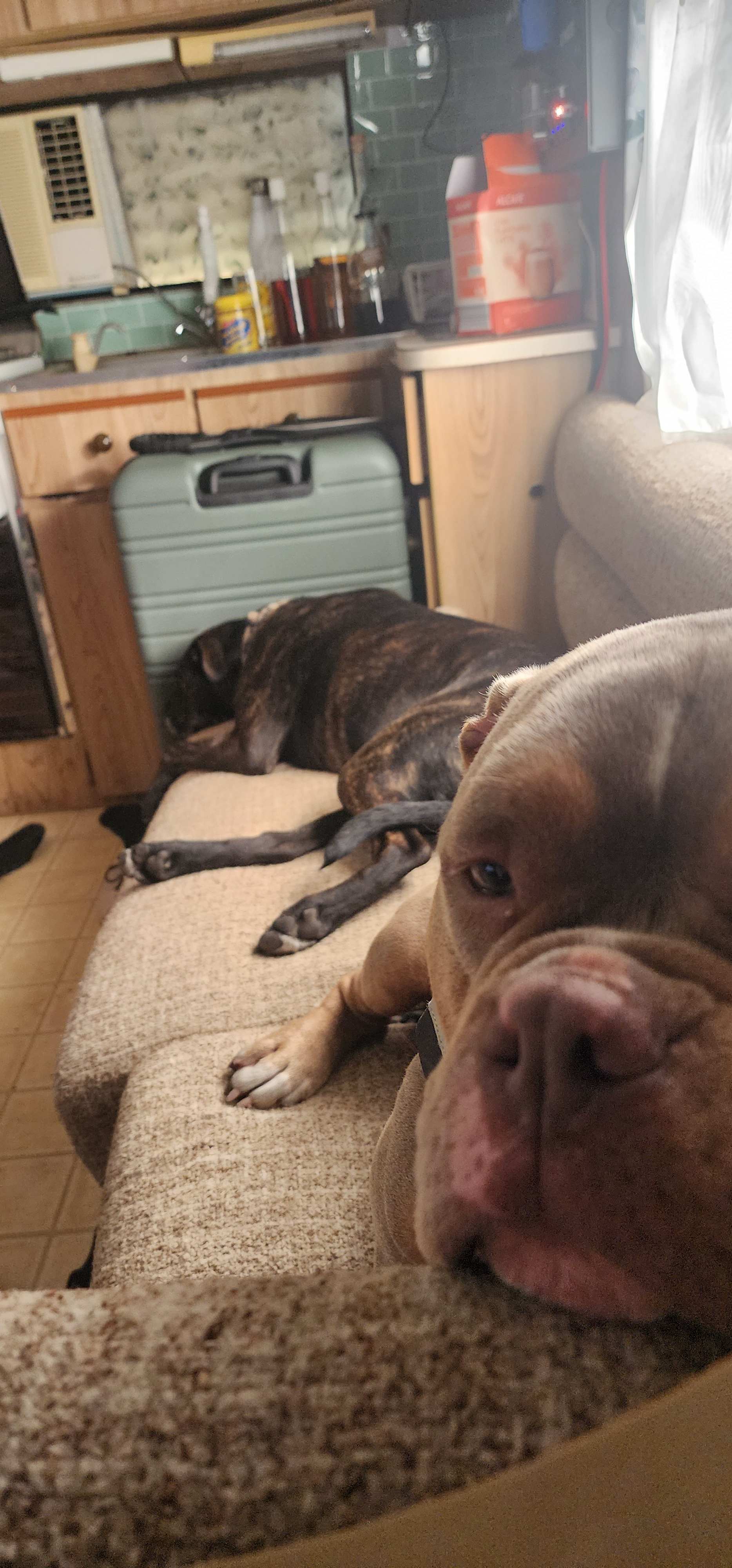 Delhuntie Park -Edens Canopy-