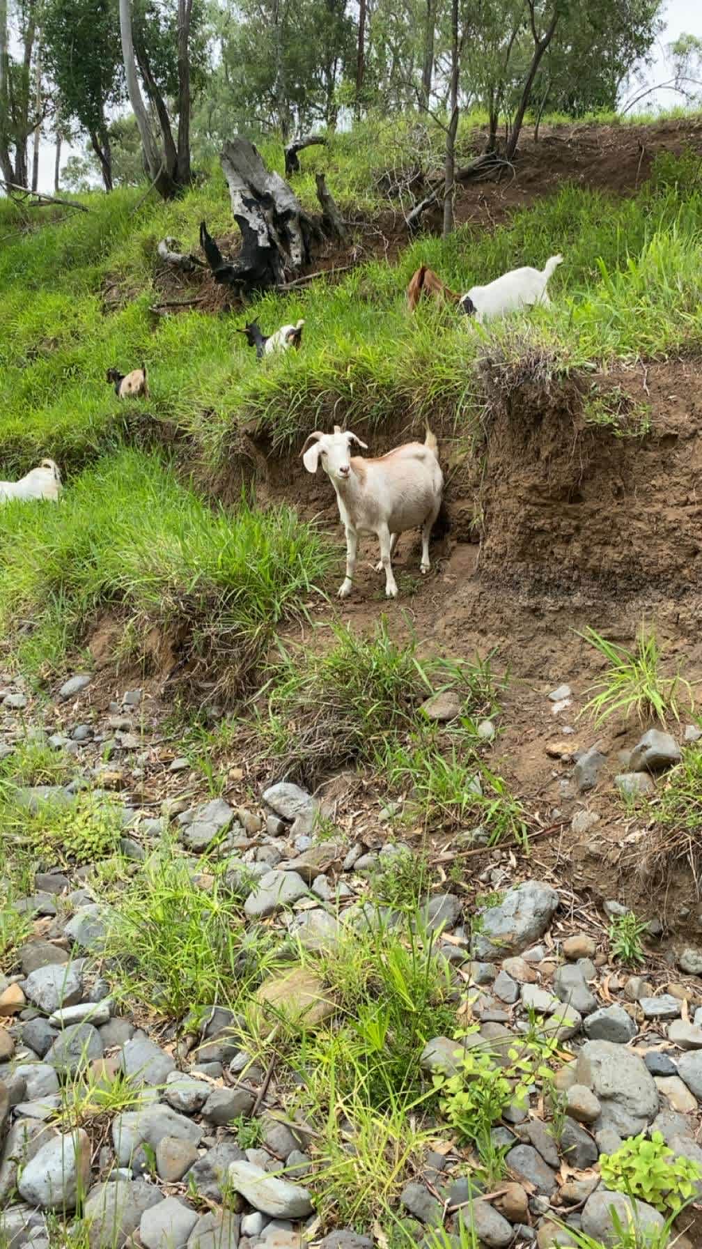 Rocky Creek Homestead