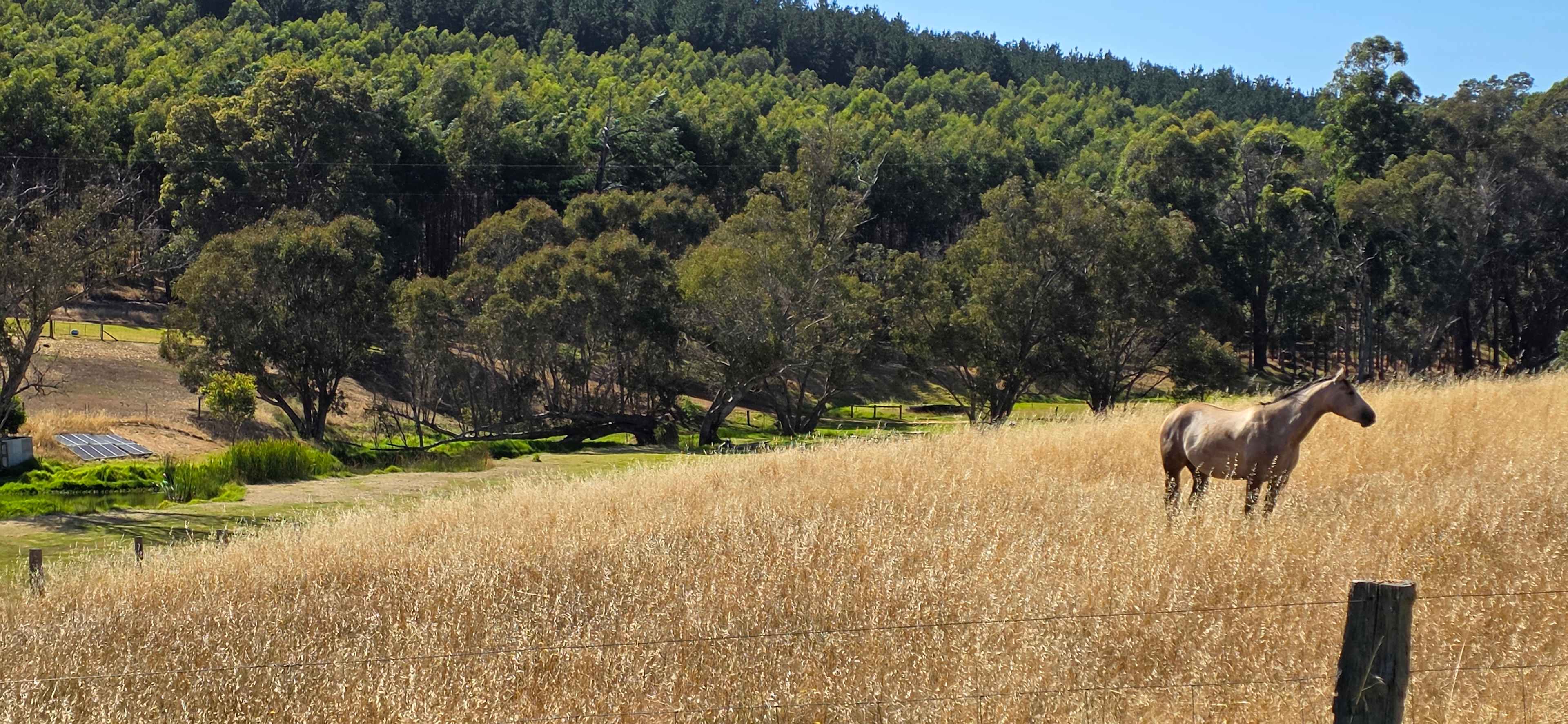 Breakfast table view from in front of cabin