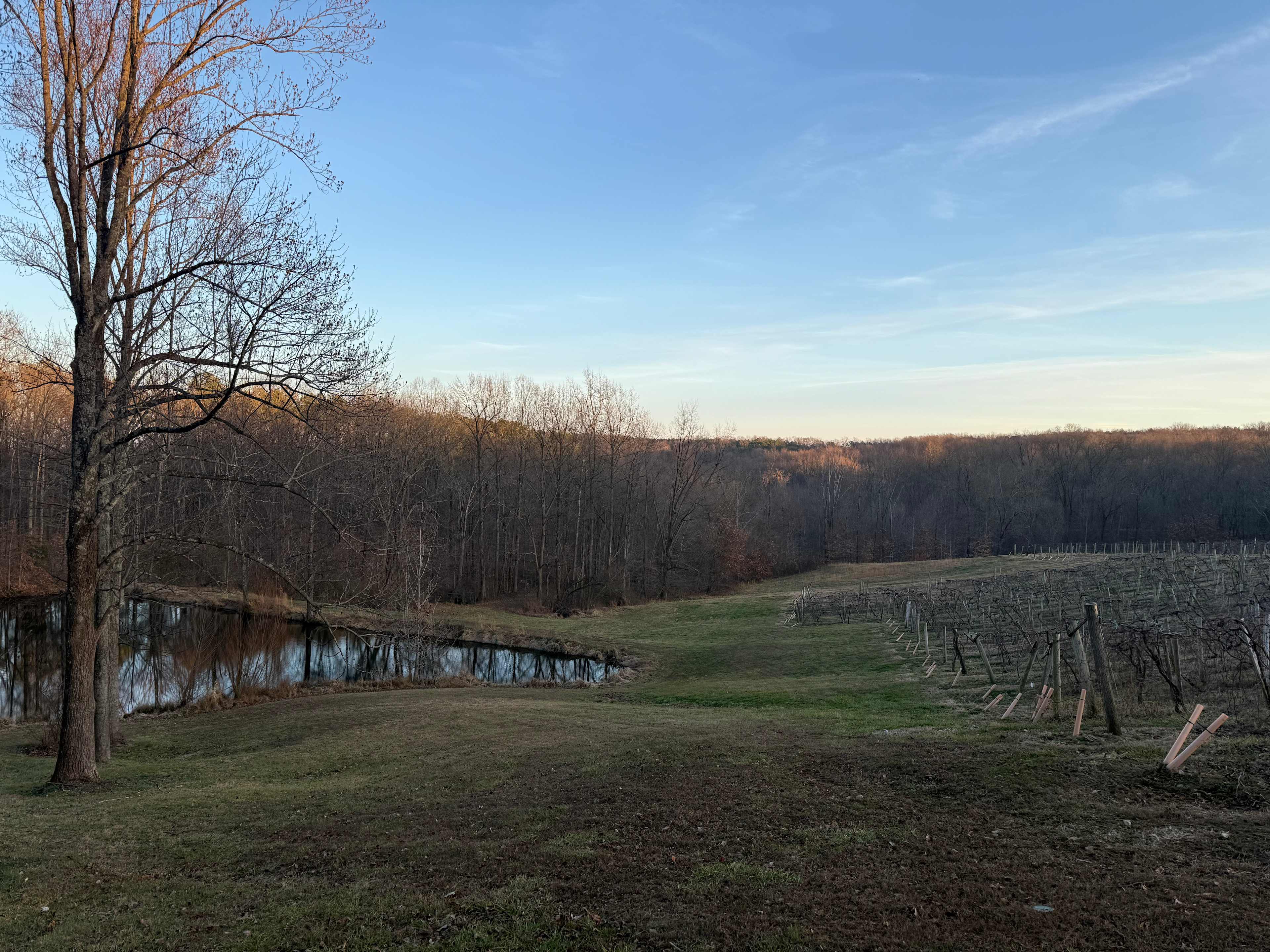 View from picnic table at Hickory Ridge Winery. Stunning winter landscape, but very warm day.  
