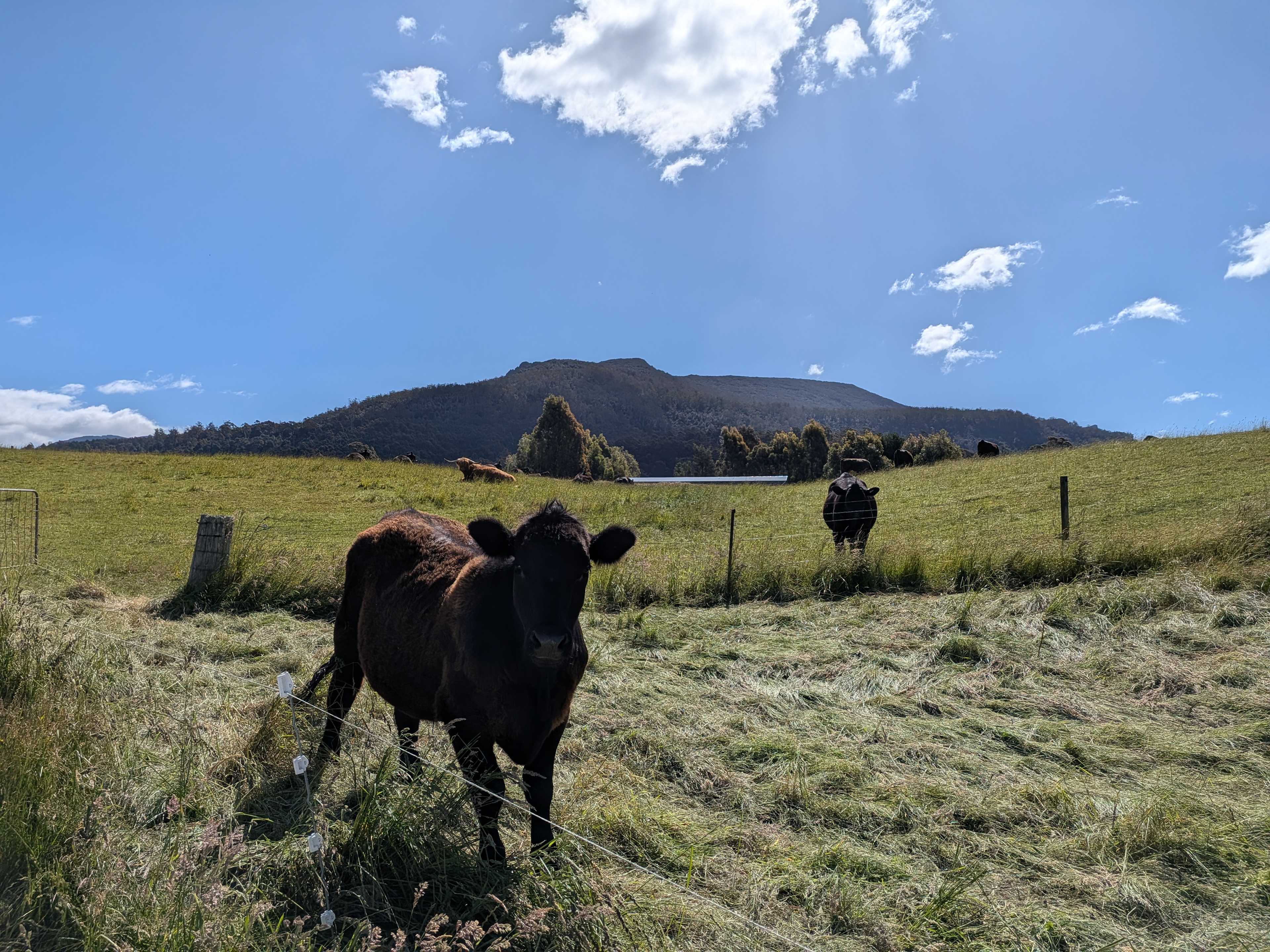 Hill Top Farm Meander Tasmania