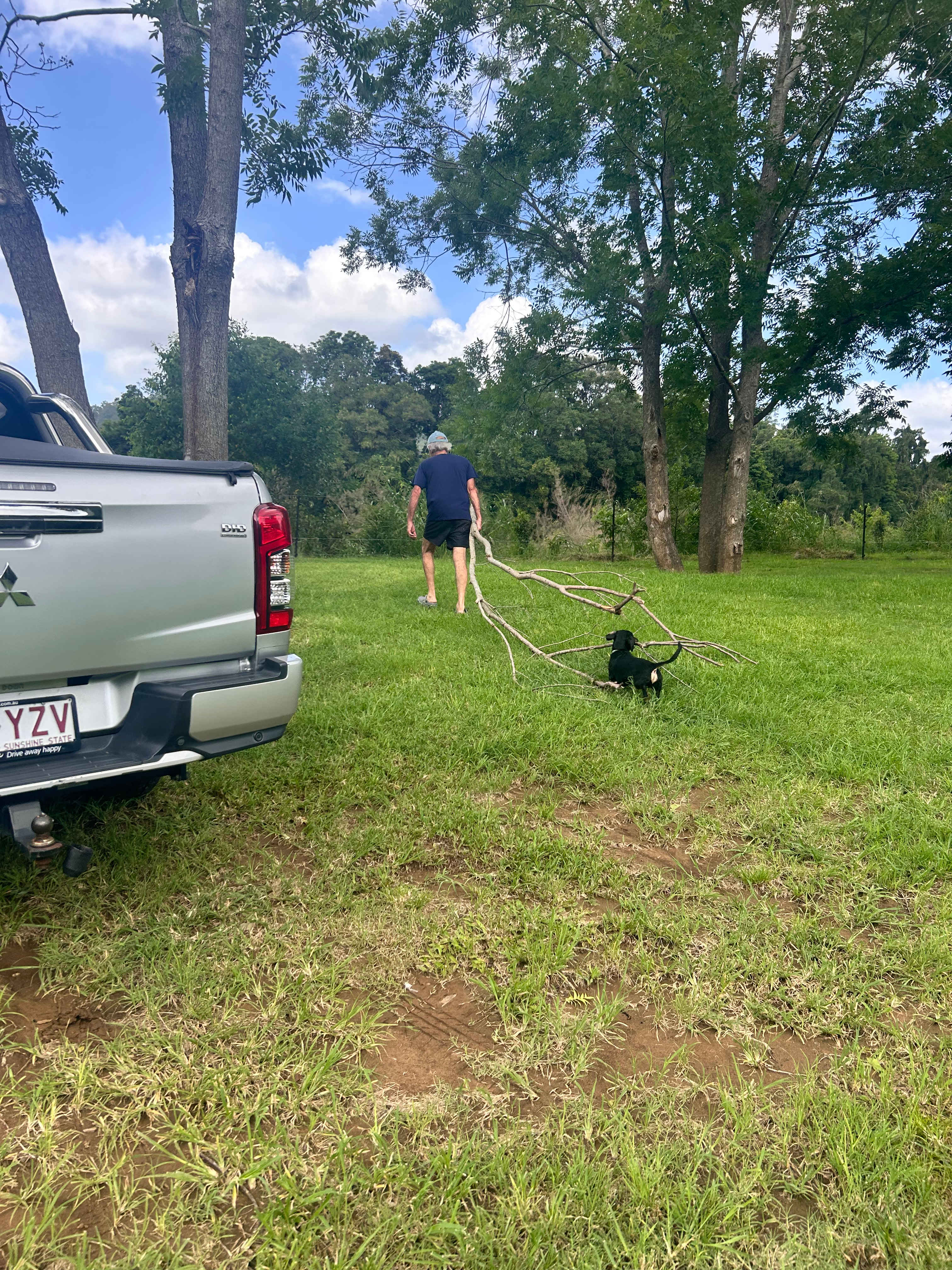 Our dog Frankie was assisting Ray carrying the branch 