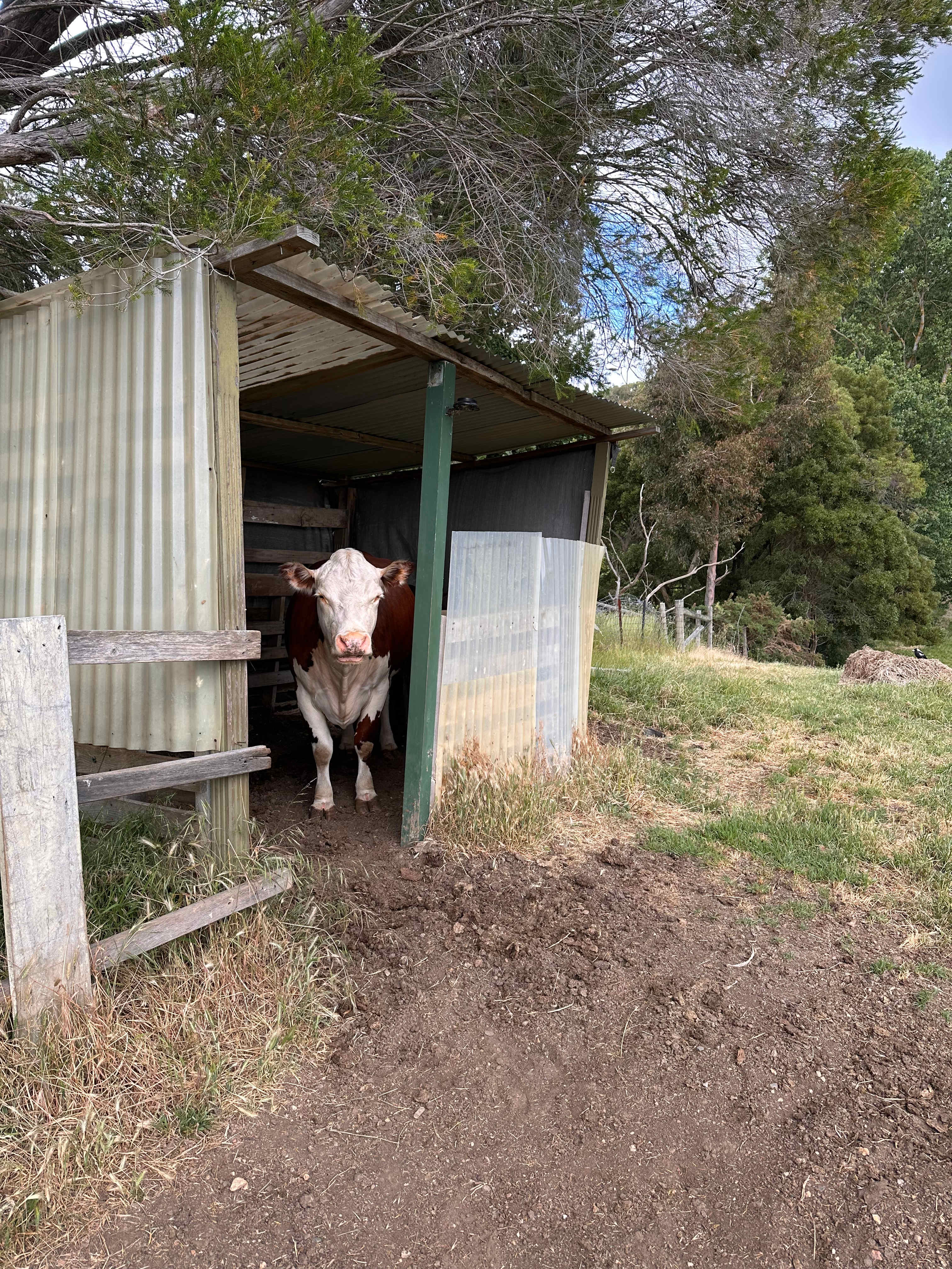 Stone’s Summertown Cherry Farm