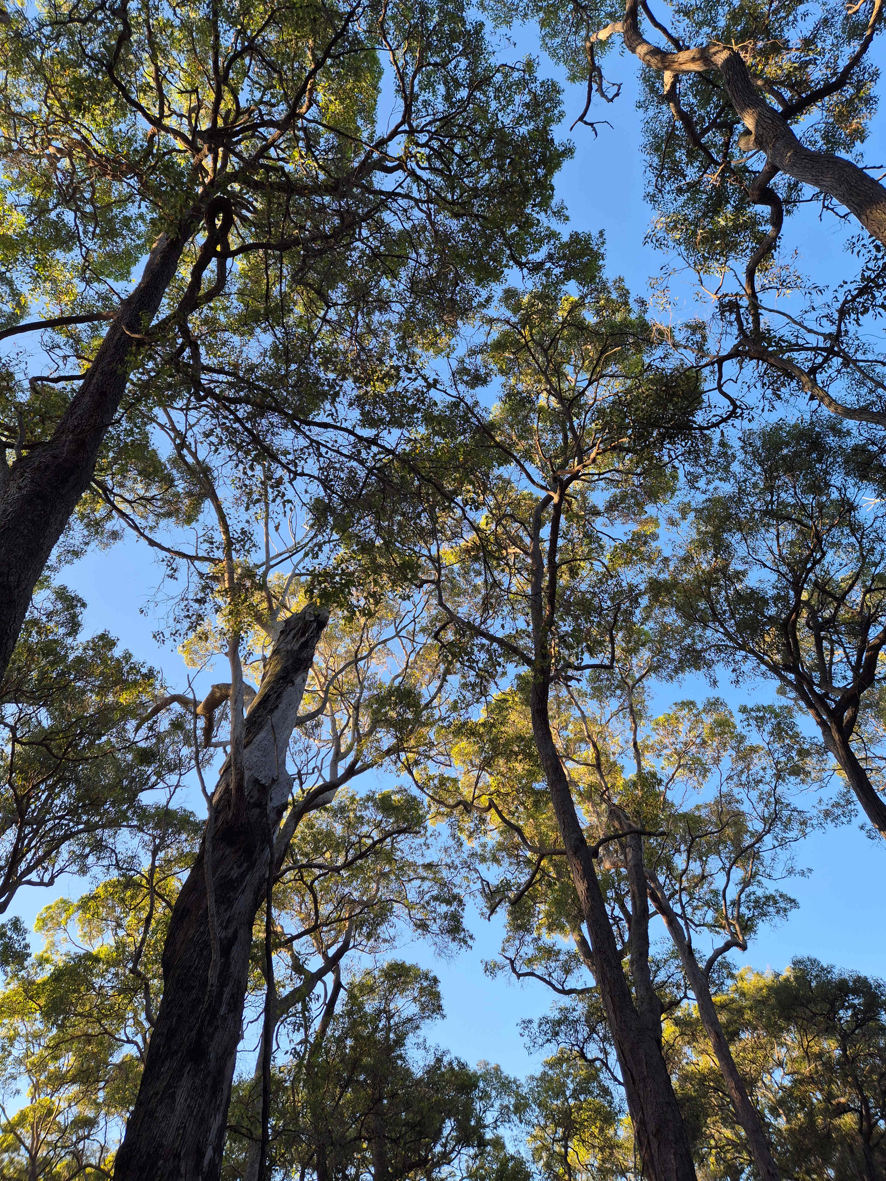 Parkland Bush Camp Mapanap