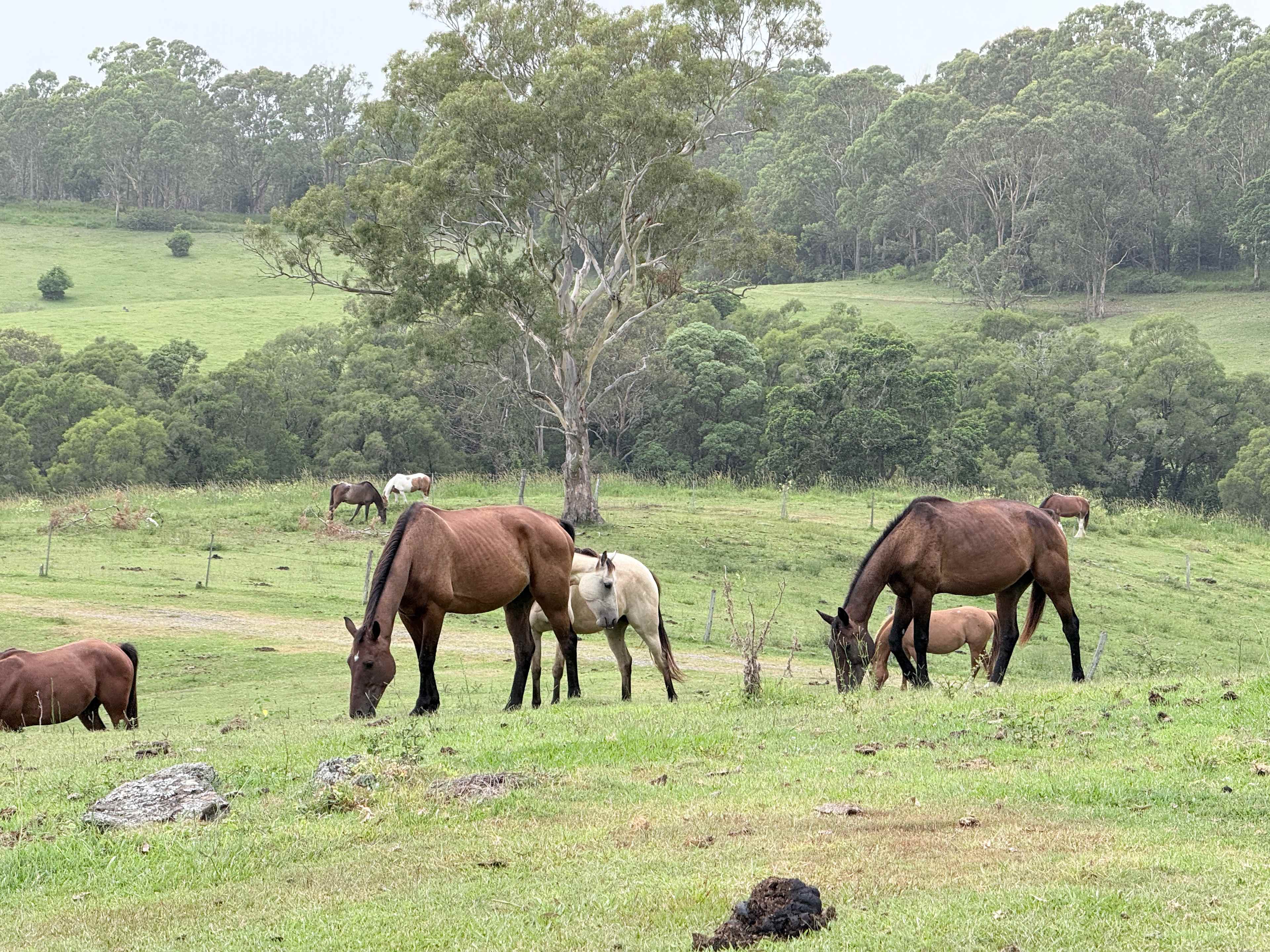 Rangetop Farm