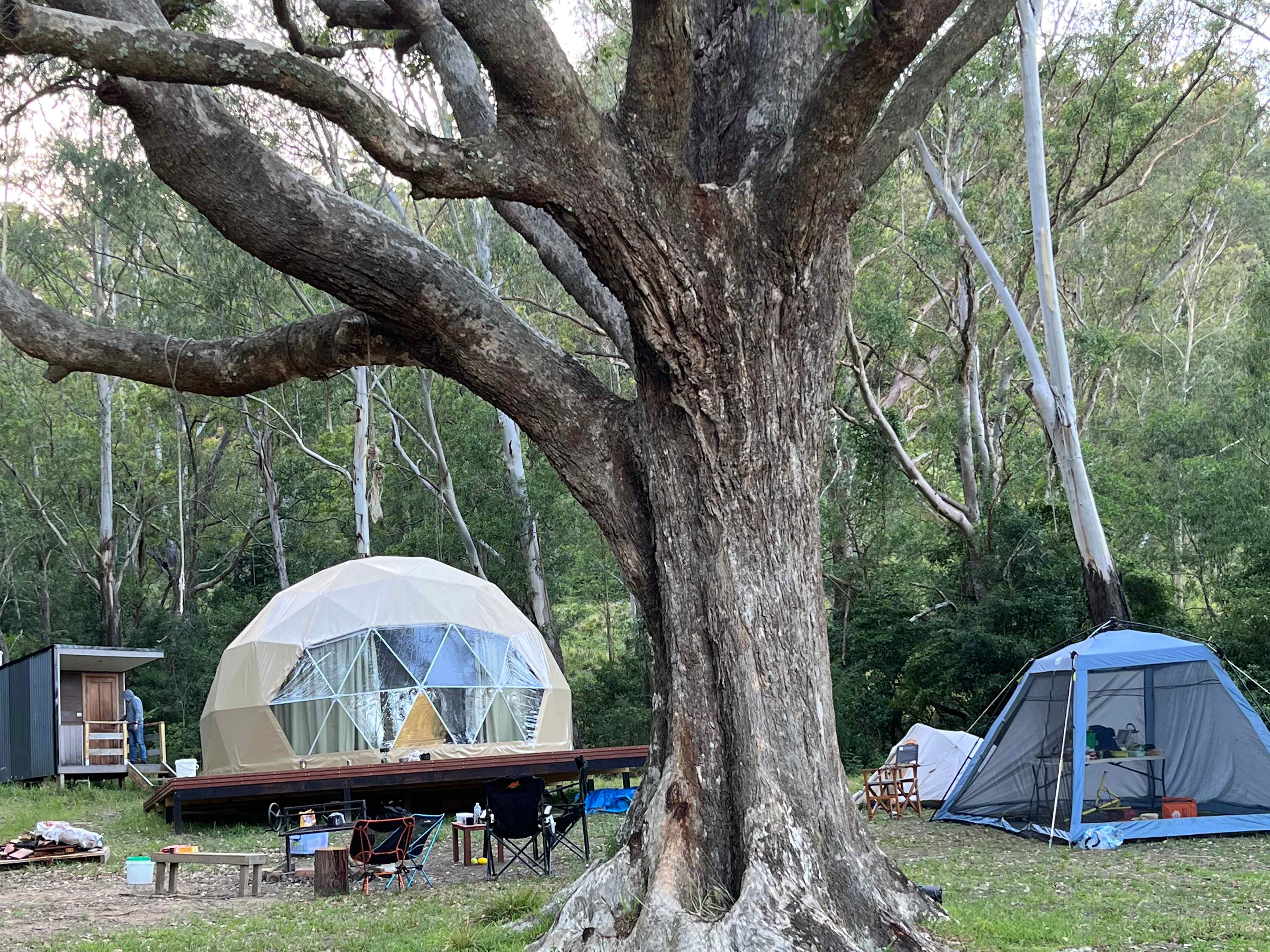 Glamping Around An Ancient Tree