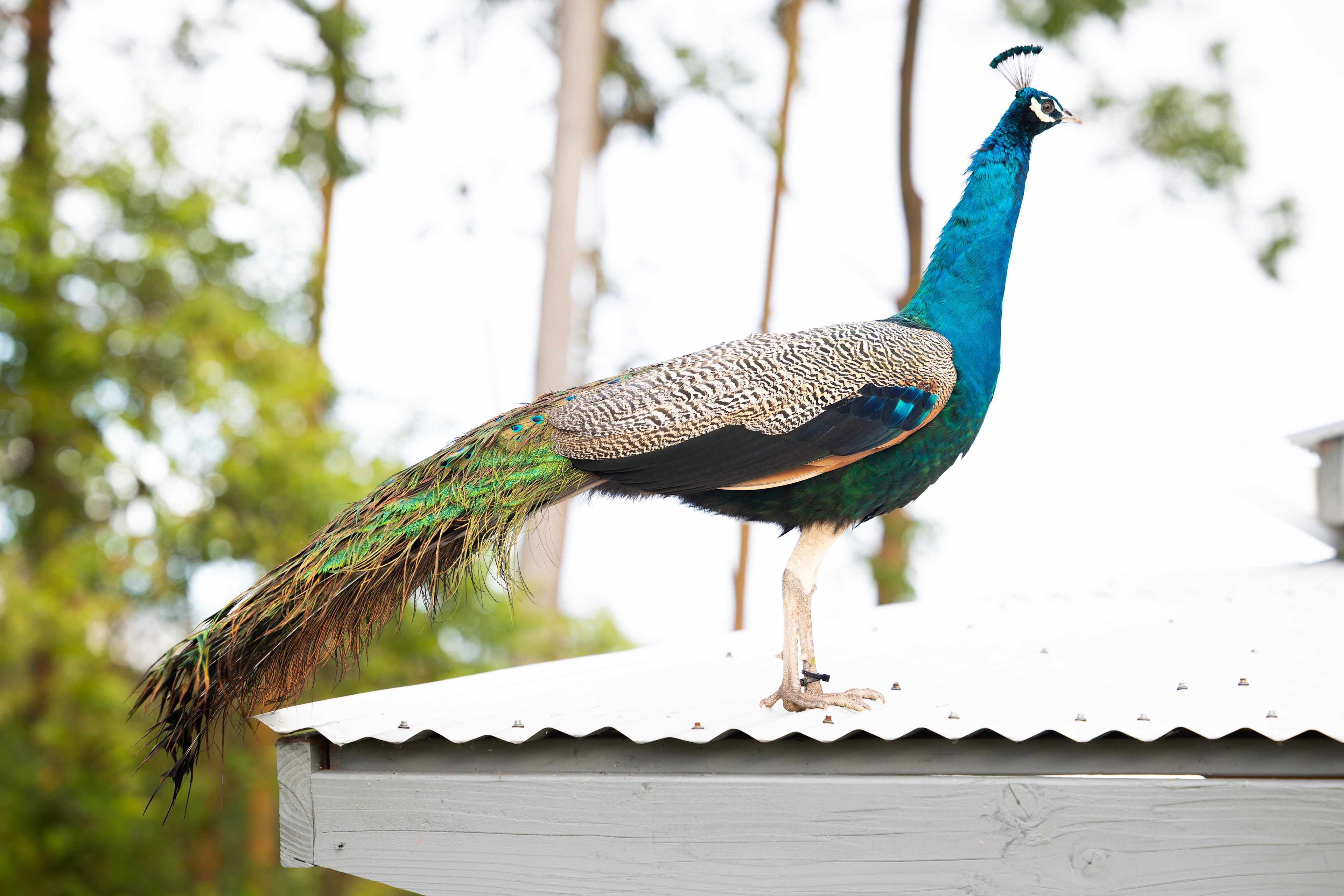 The Tranquil Homestead