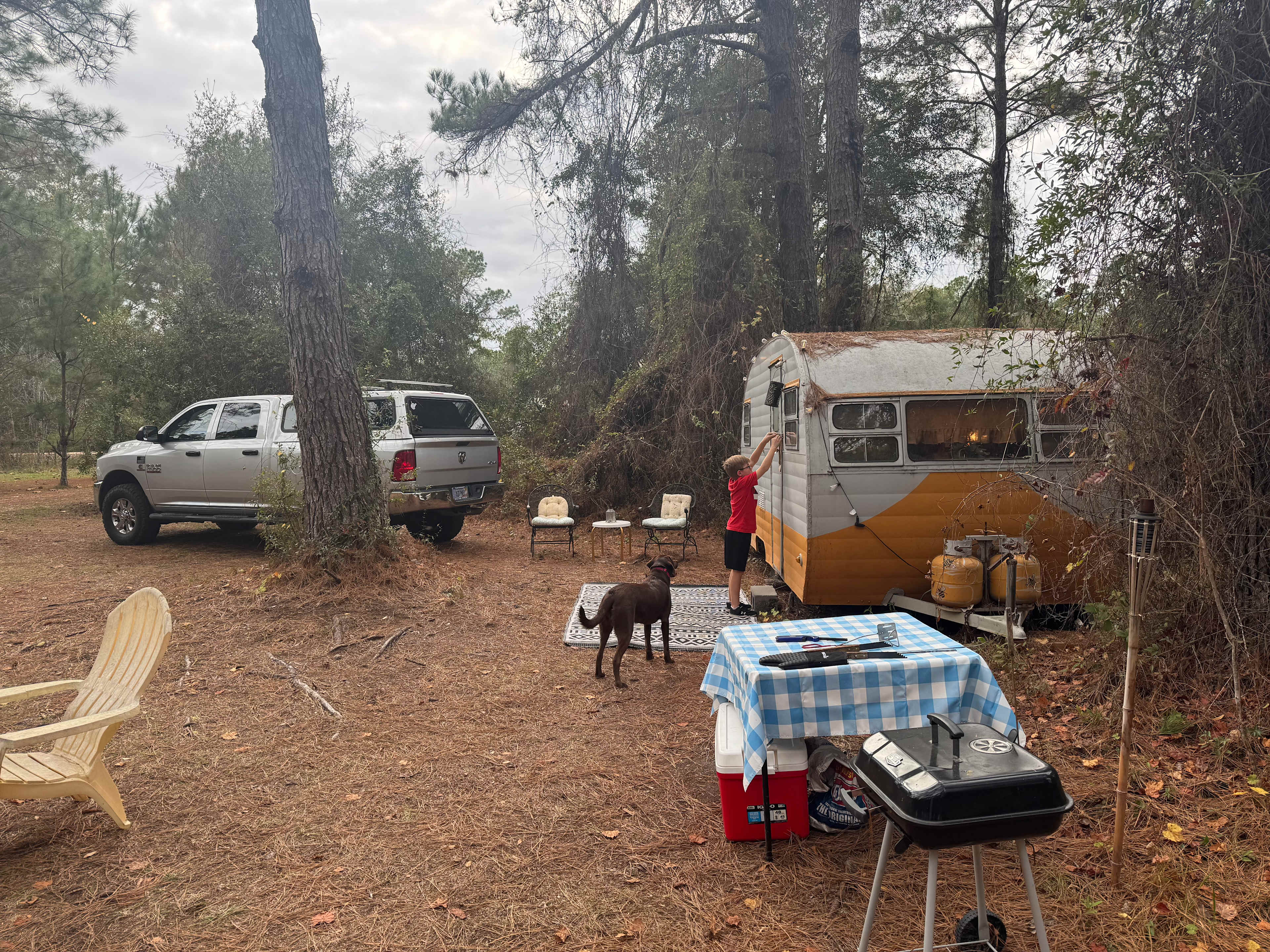Serene Forested Blueberry Farm