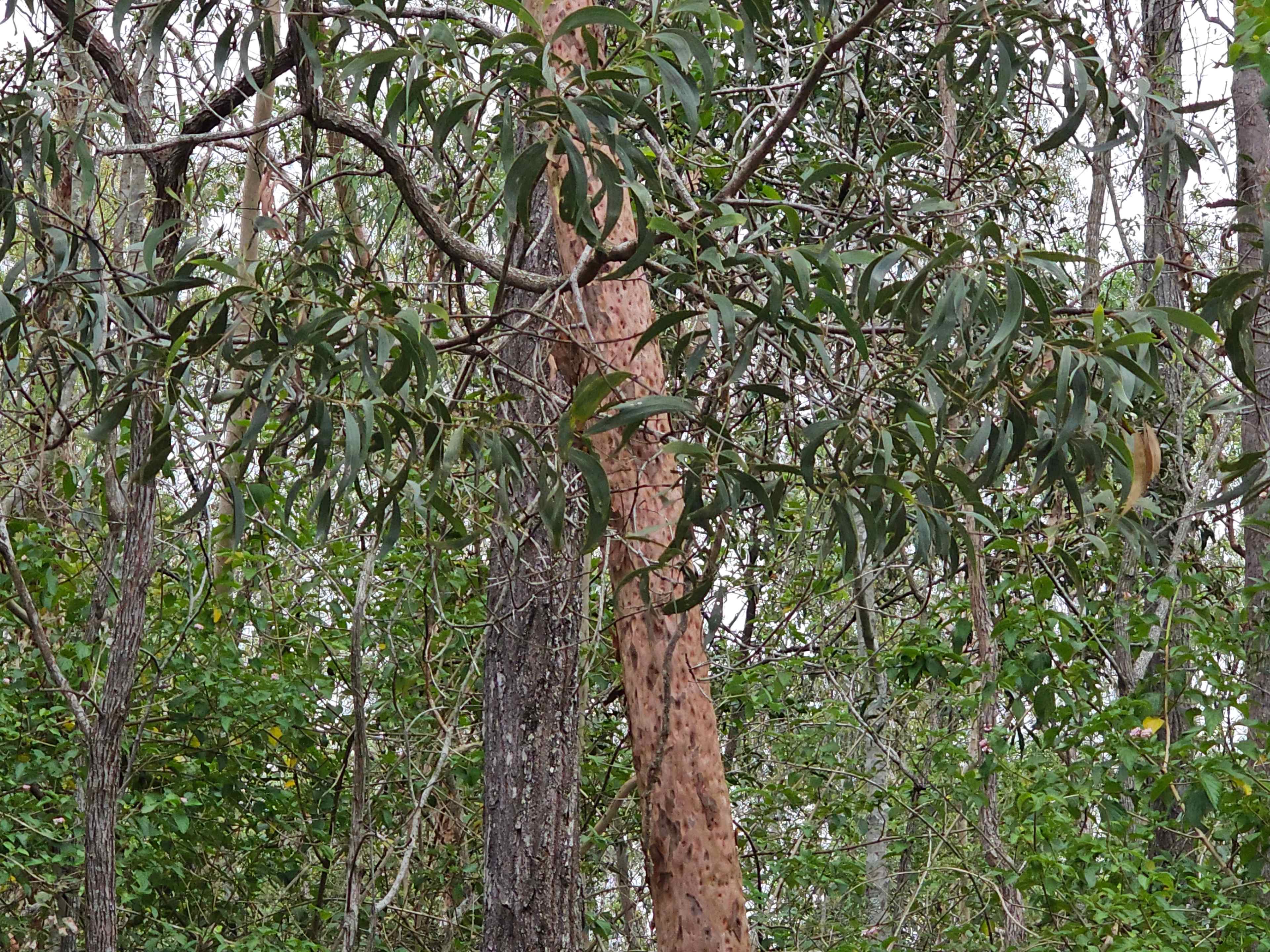 Somerset Valley Farm